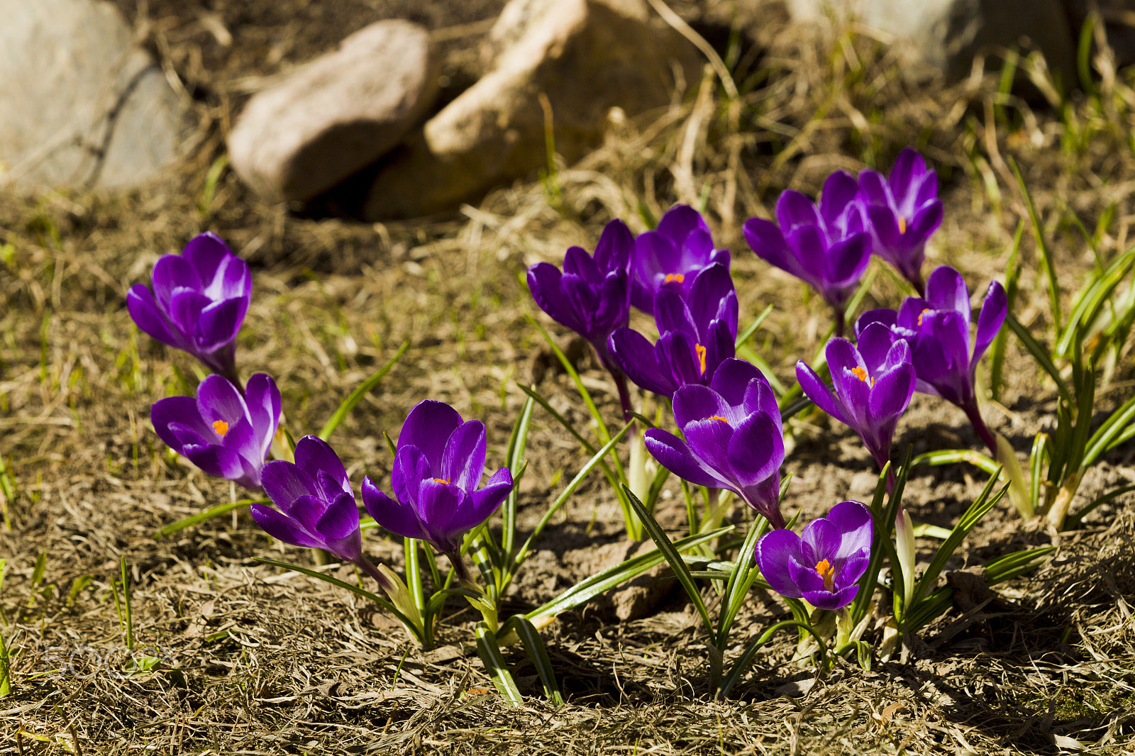 Canon EOS-1D Mark IV + Canon EF 70-200mm F2.8L USM sample photo. Flowers crocuses in spring sunny day photography