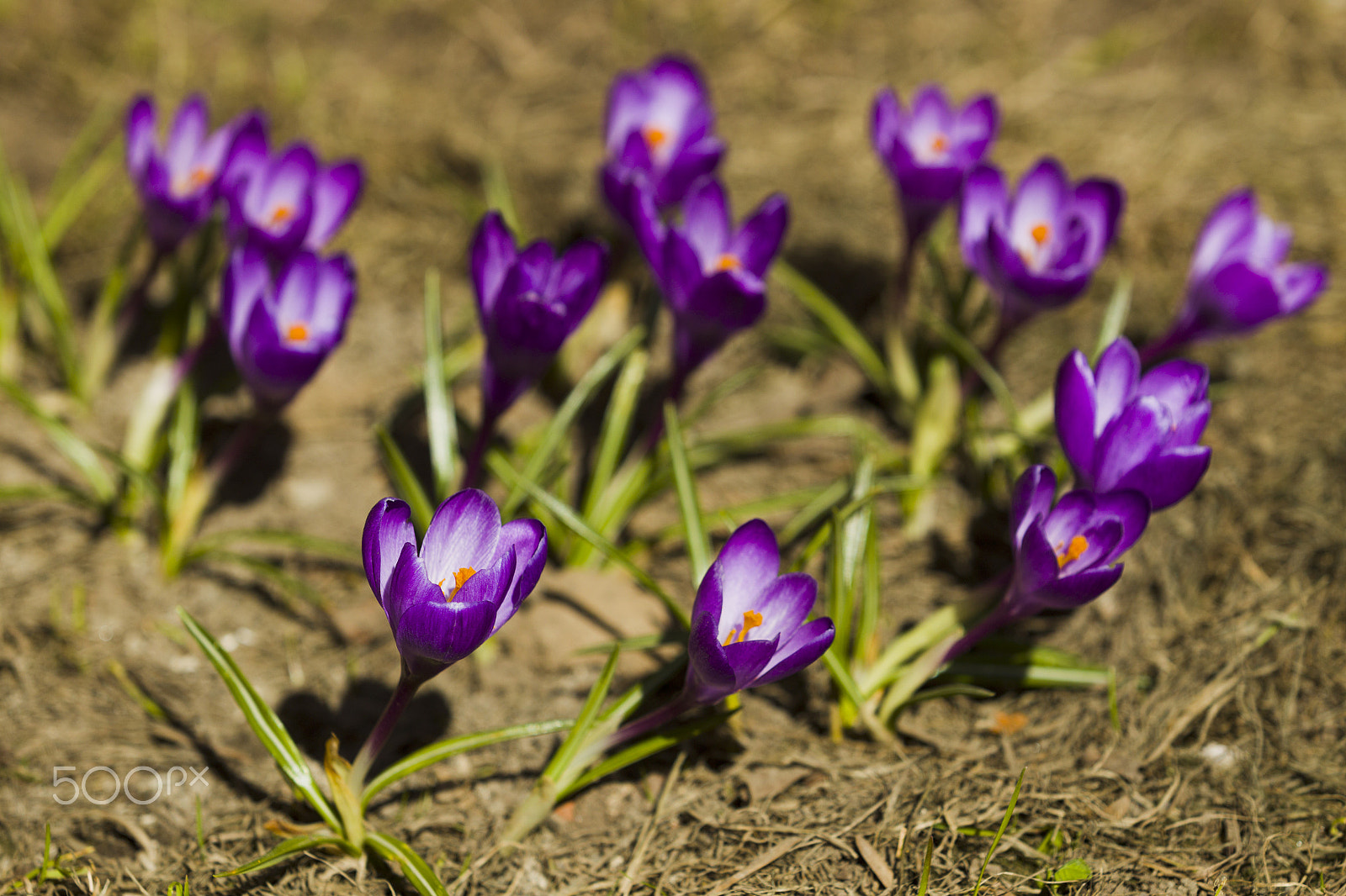 Canon EOS-1D Mark IV + Canon EF 70-200mm F2.8L USM sample photo. Flowers crocuses in spring sunny day photography