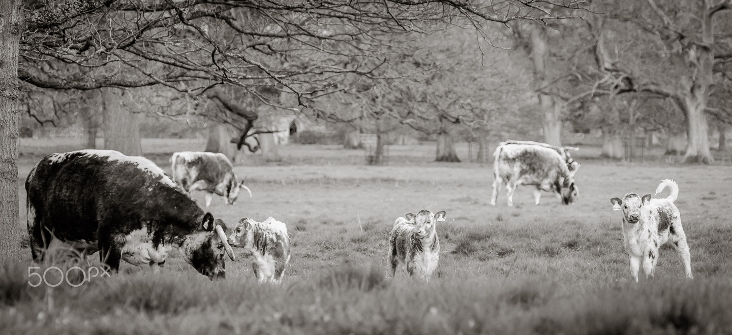 XF50-140mmF2.8 R LM OIS WR + 1.4x sample photo. Calving meadow photography