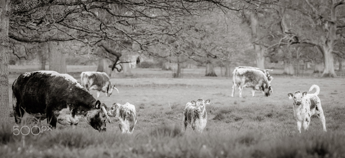 Fujifilm X-T1 + XF50-140mmF2.8 R LM OIS WR + 1.4x sample photo. Calving meadow photography