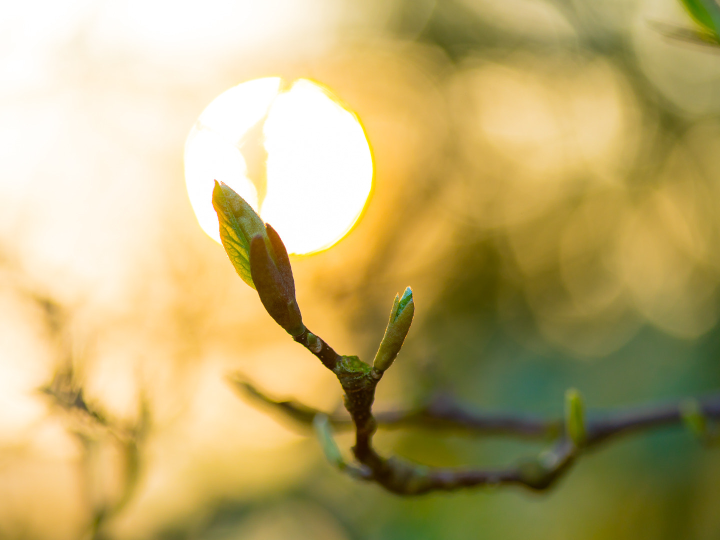 Sony a7R II + Canon EF 100mm F2.8 Macro USM sample photo. Springtime awakening photography