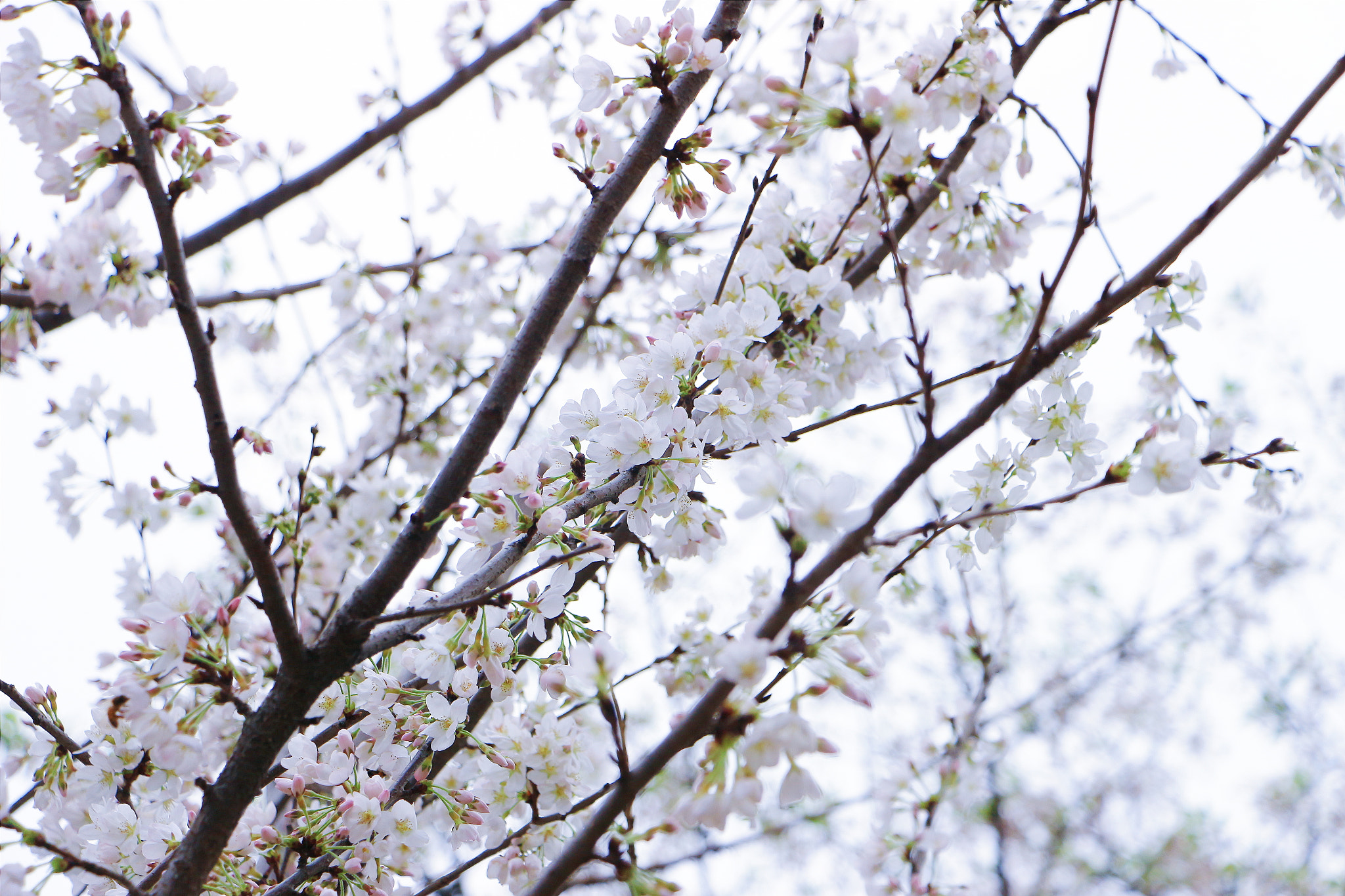 Canon EF 70-200mm F2.8L IS USM sample photo. 串串 photography