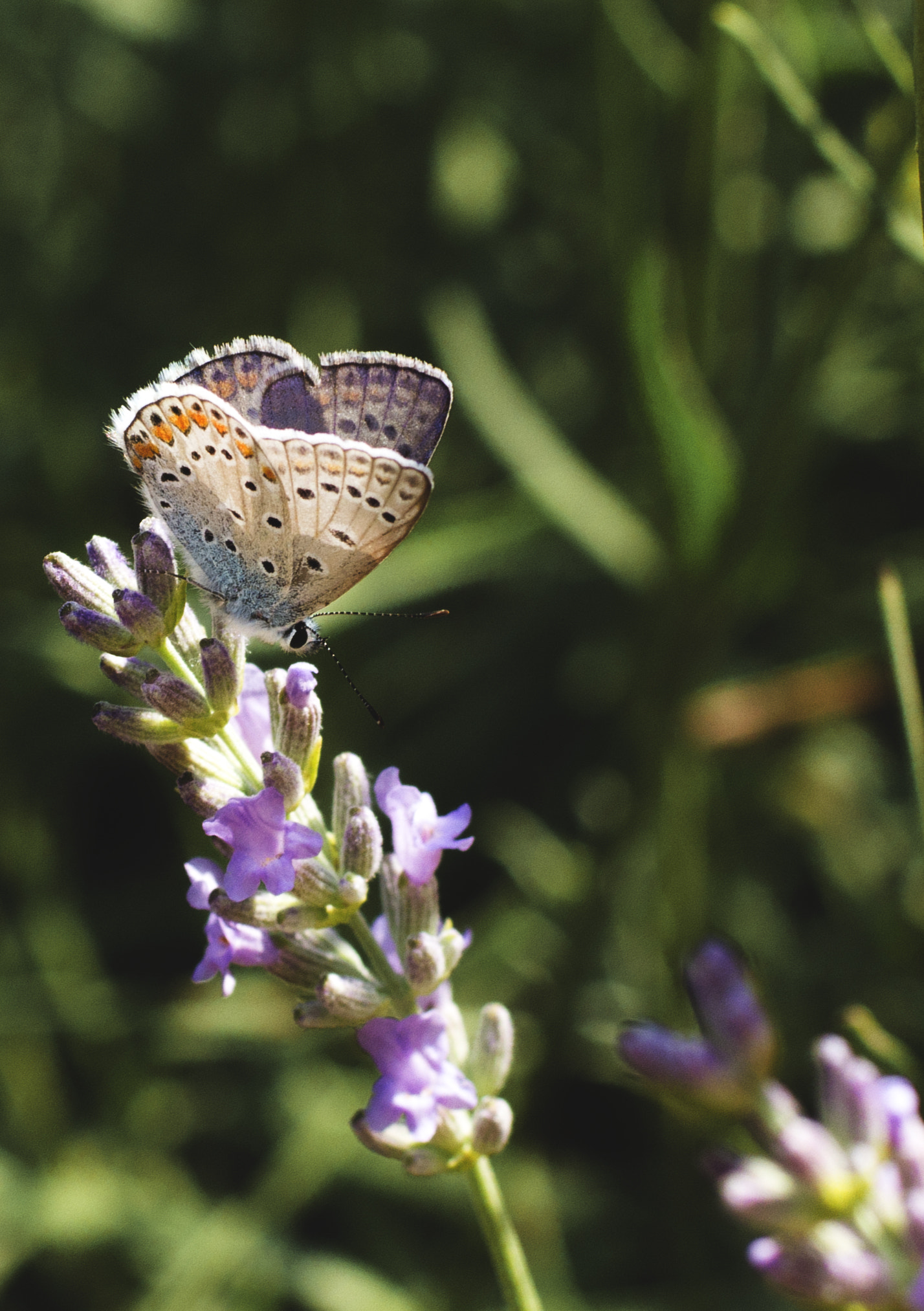 ZEISS Planar T* 50mm F1.4 sample photo. Butterfly photography