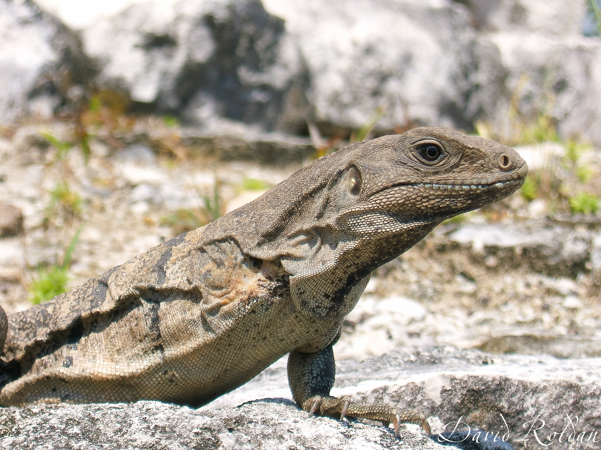 Fujifilm FinePix E550 sample photo. Lagarto cojo photography