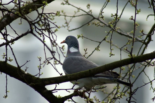 Sony Alpha DSLR-A200 + Minolta AF 100-300mm F4.5-5.6 sample photo. Grzywacz  (columba palumbus) photography