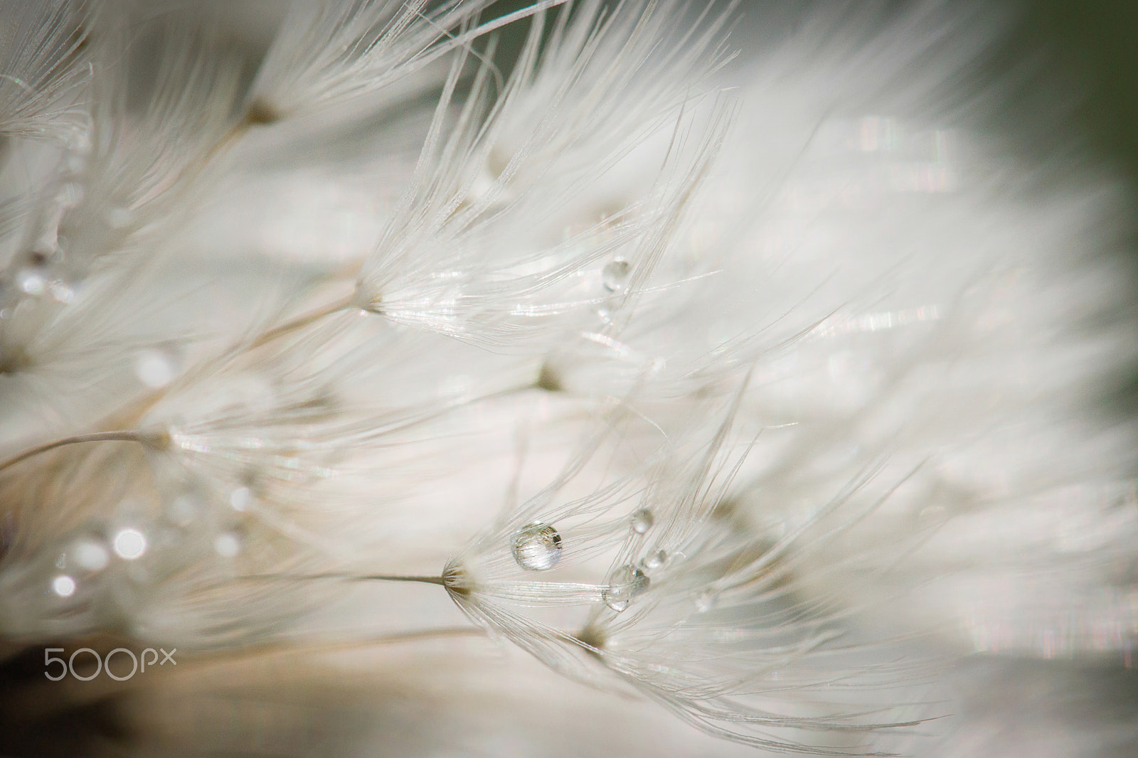 Sony Alpha DSLR-A550 + Sigma 180mm F3.5 EX DG Macro sample photo. Seeds dandelion - graines de pissenlit et rosée photography