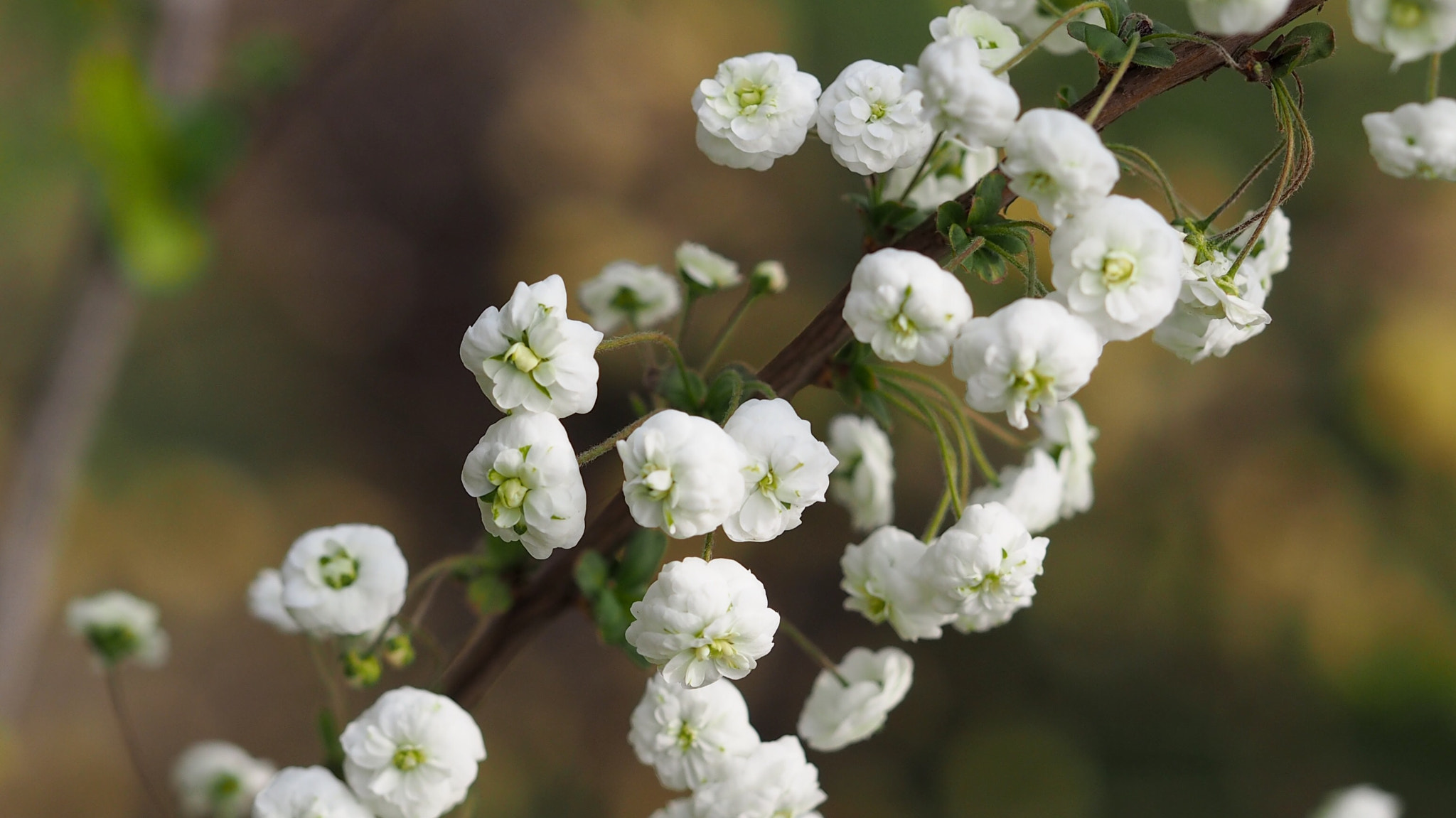 Olympus PEN E-PL7 sample photo. Bridalwreath photography