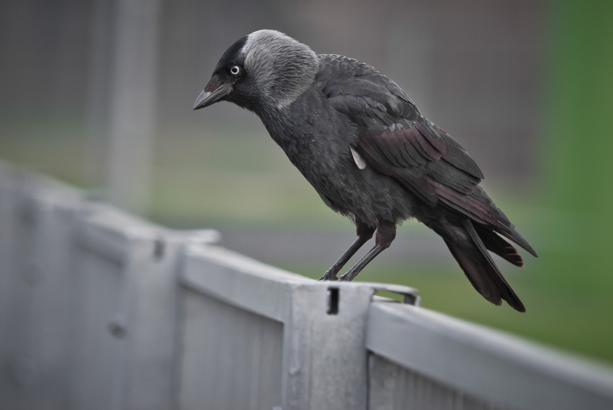 Sony Alpha DSLR-A330 sample photo. Black bird photography