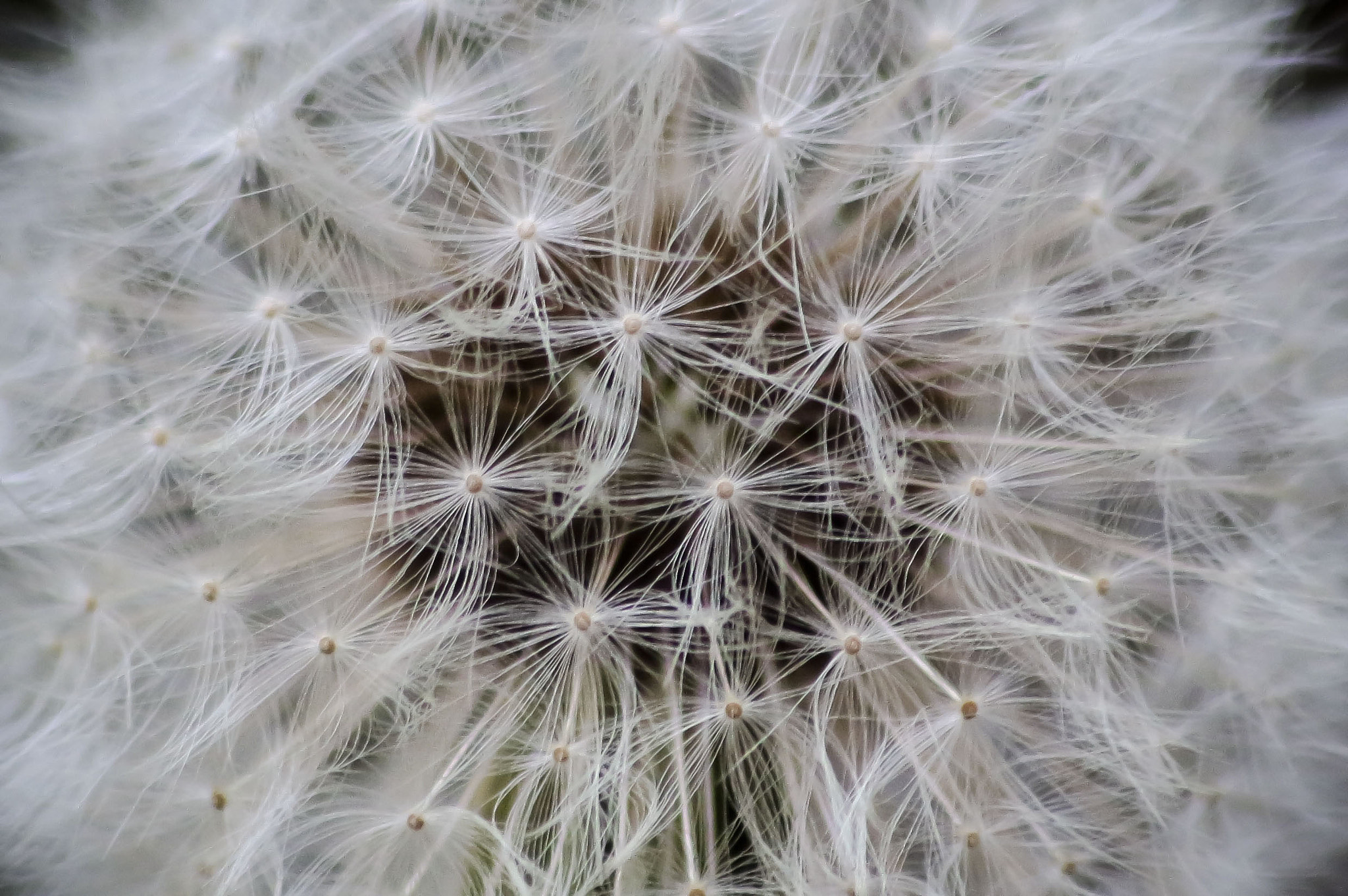 Sigma 70-300mm F4-5.6 APO DG Macro sample photo. Dandelion web photography