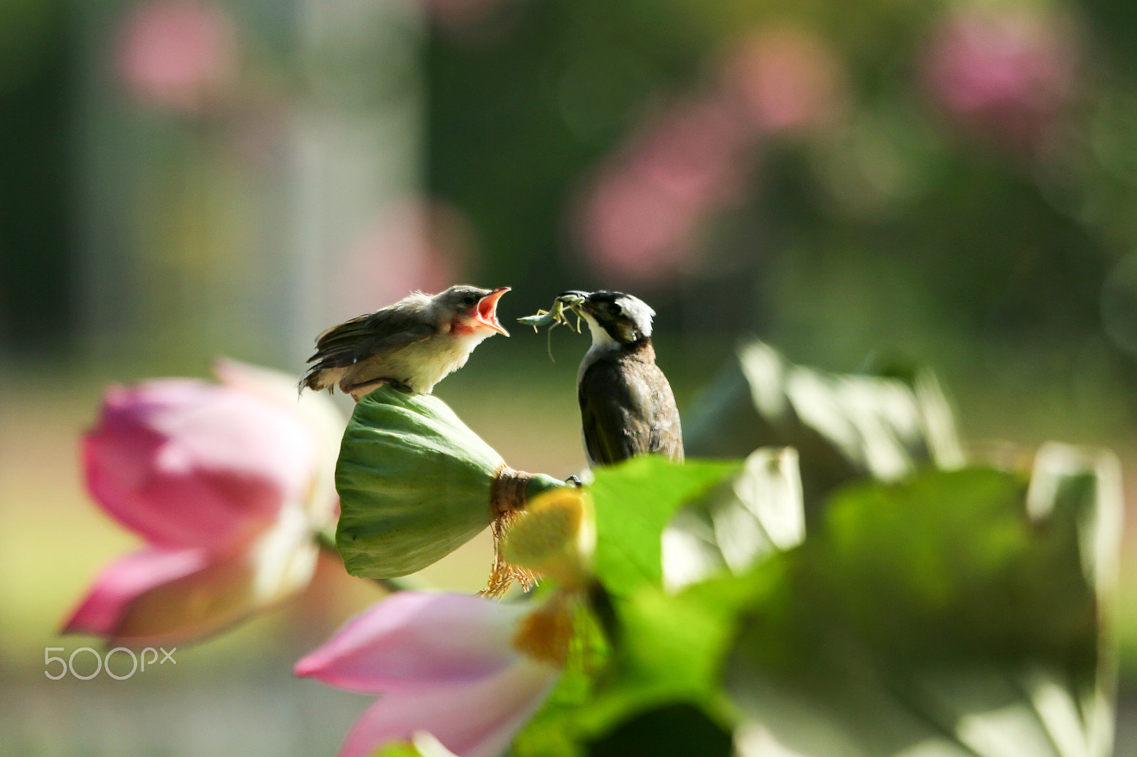 Canon EF 100-400mm F4.5-5.6L IS USM sample photo. Motherly love photography