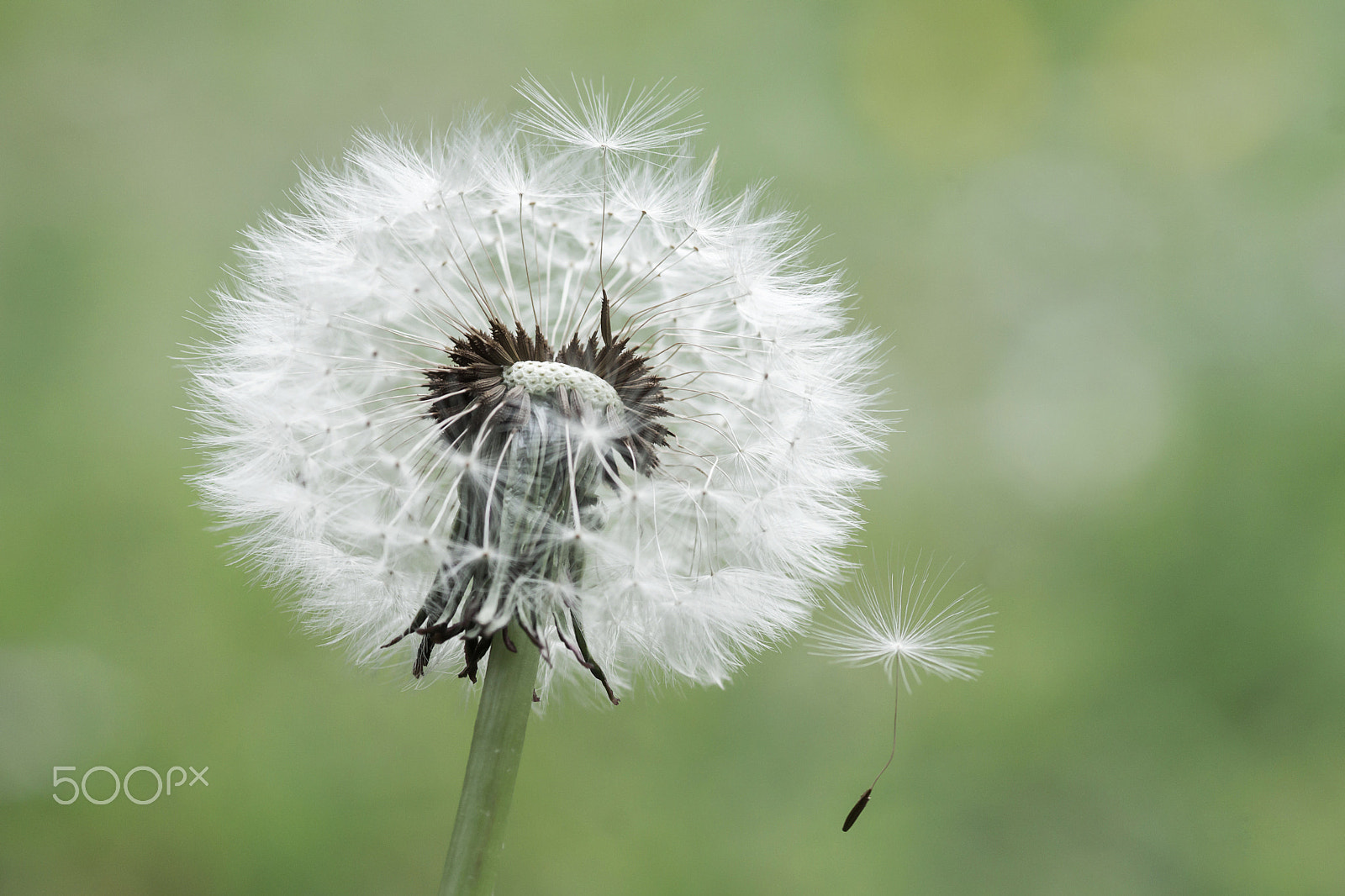 Sigma 30mm F1.4 EX DC HSM sample photo. Seeds dandelion - pissenlit photography