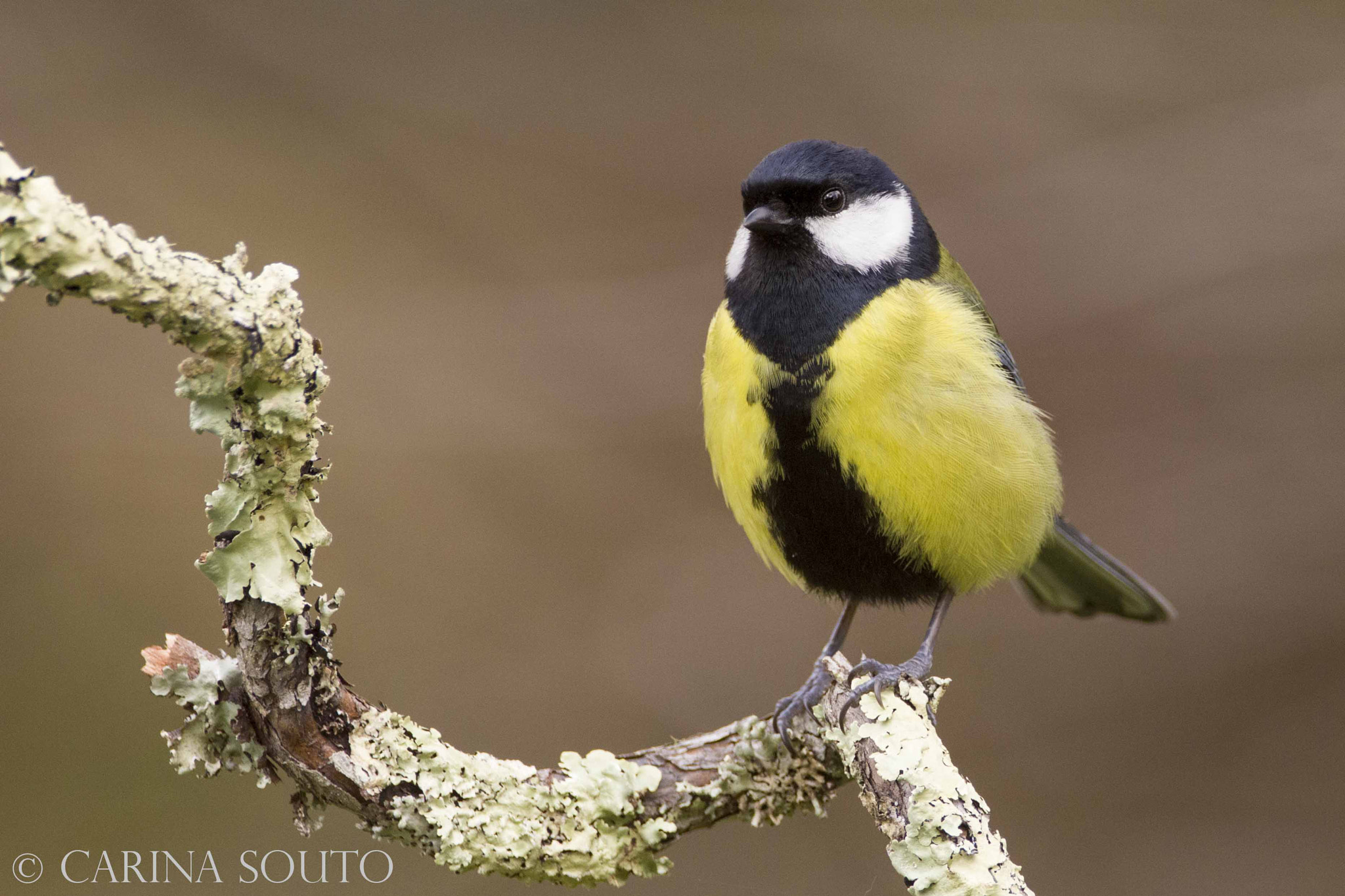 Sigma 150-600mm F5-6.3 DG OS HSM | C sample photo. Chapim photography