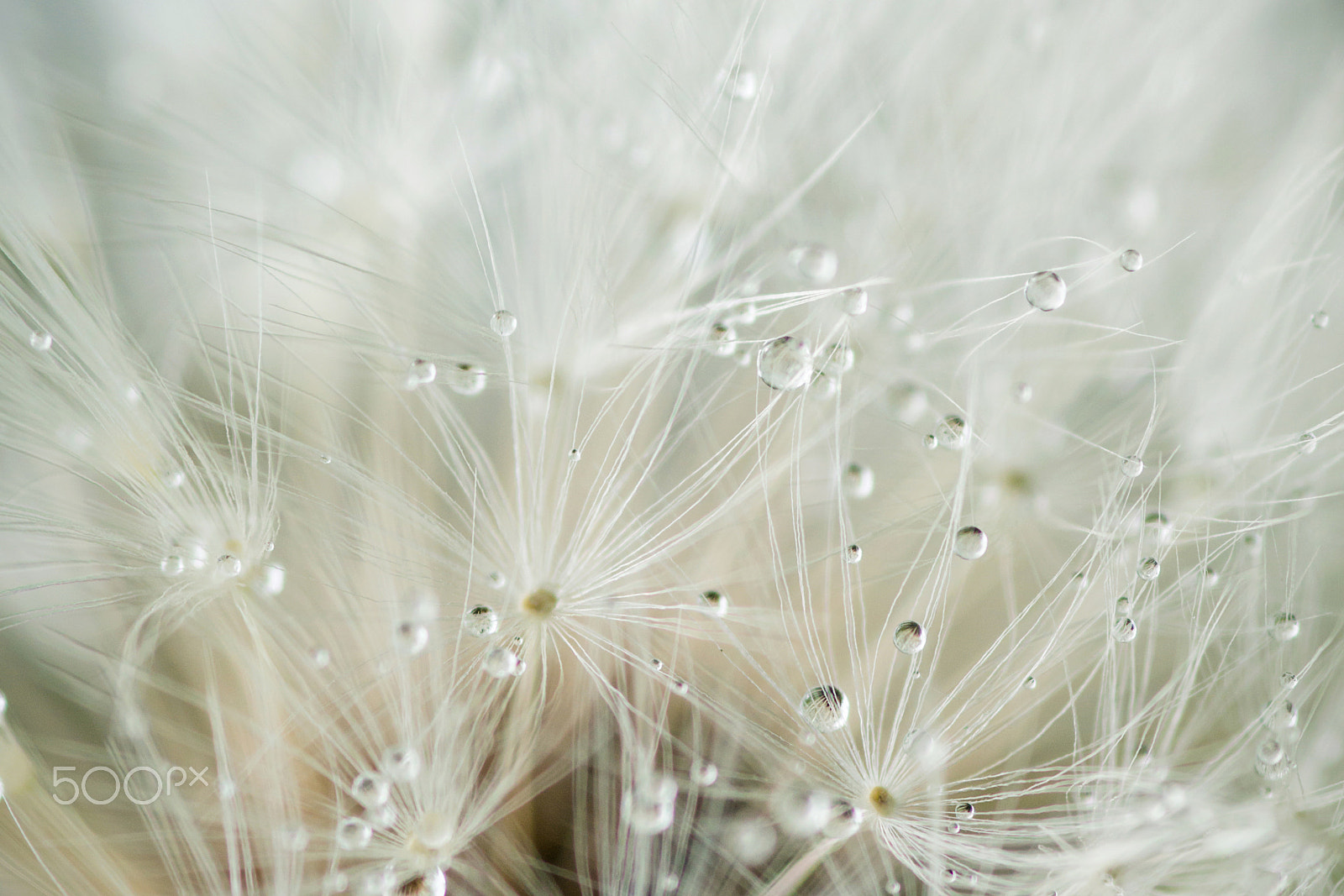 Sigma 30mm F1.4 EX DC HSM sample photo. Seeds dandelion - petites graines de pissenlit photography