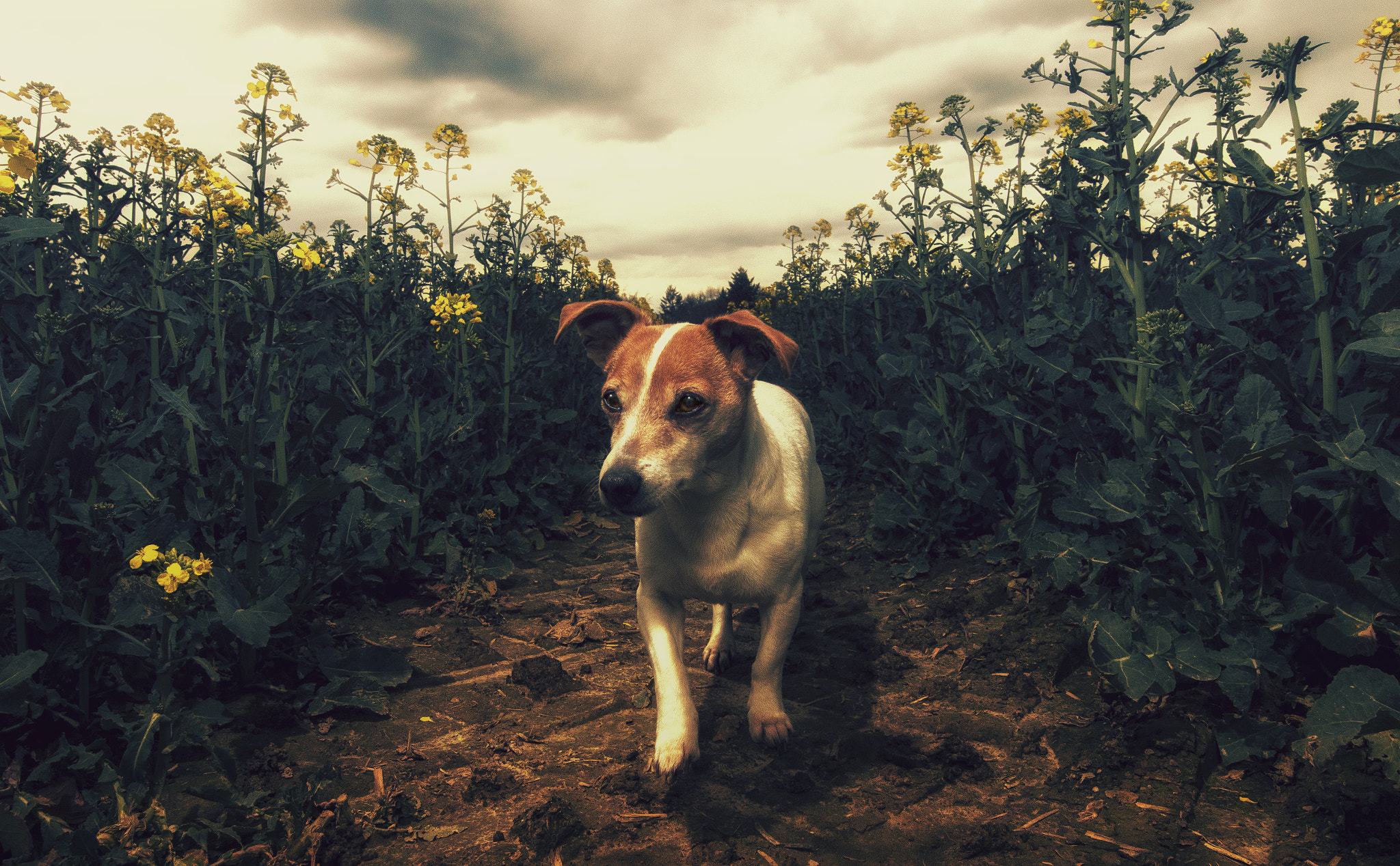 Canon EOS 70D + Canon EF 300mm f/2.8L sample photo. Between the fields photography