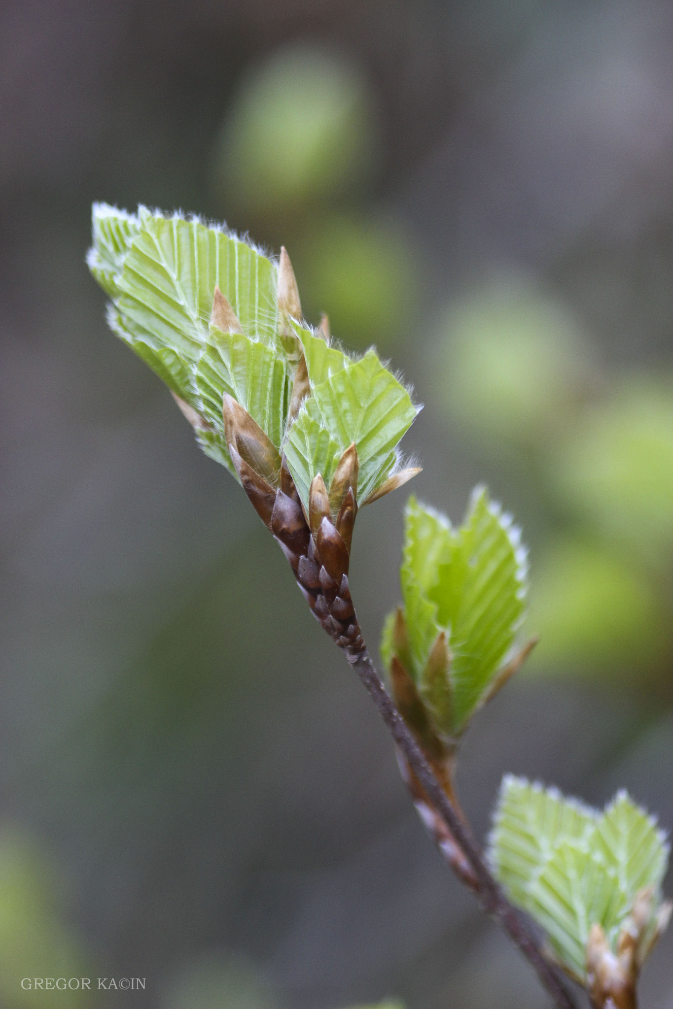 Canon EOS 600D (Rebel EOS T3i / EOS Kiss X5) + Sigma 105mm F2.8 EX DG Macro sample photo. Budding photography
