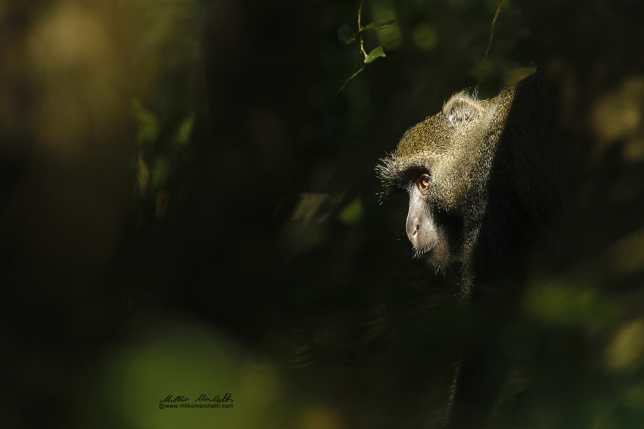 Canon EF 300mm f/2.8L + 1.4x sample photo. Spot light photography