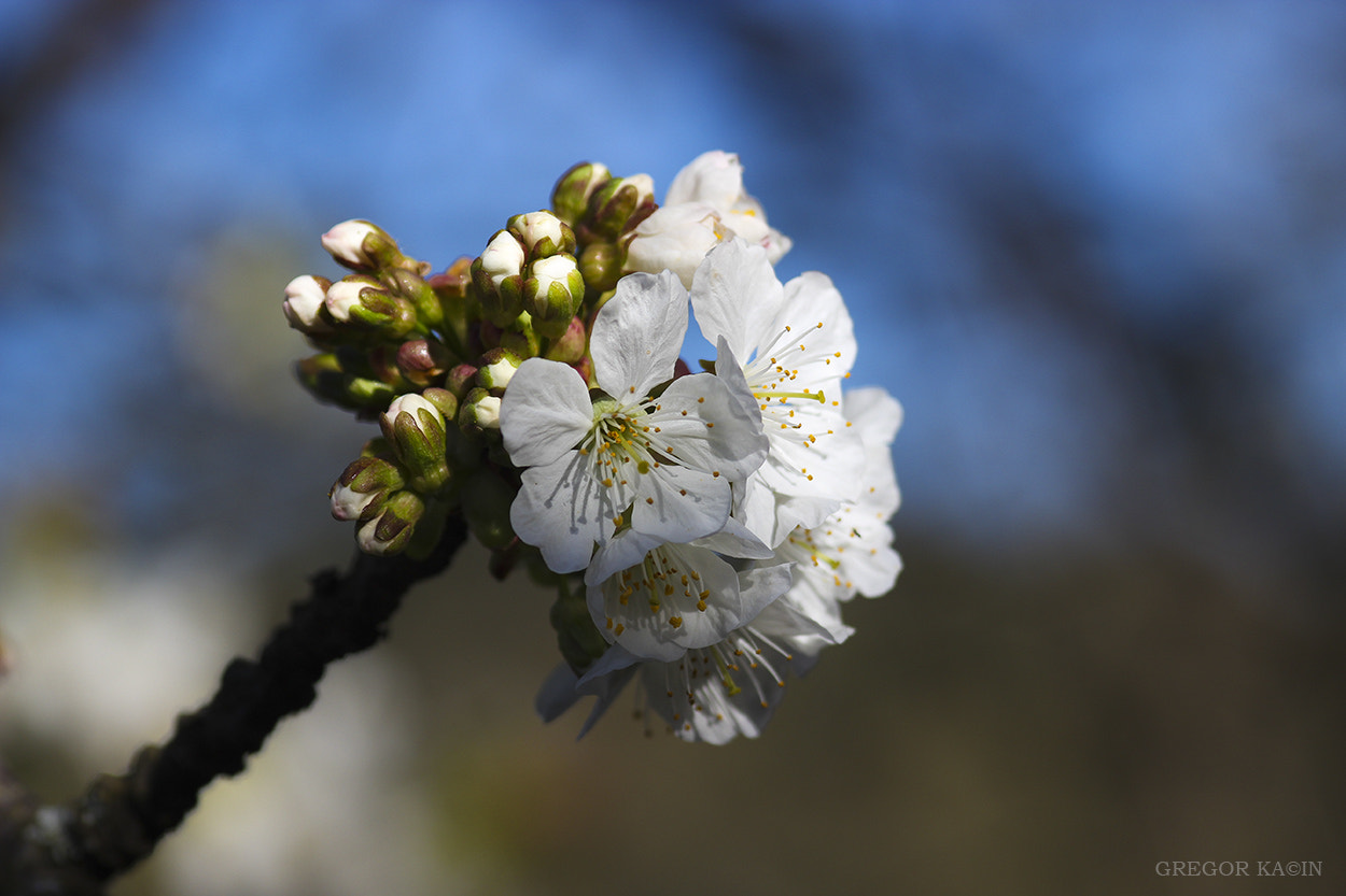 Canon EOS 600D (Rebel EOS T3i / EOS Kiss X5) + Sigma 105mm F2.8 EX DG Macro sample photo. Spring photography