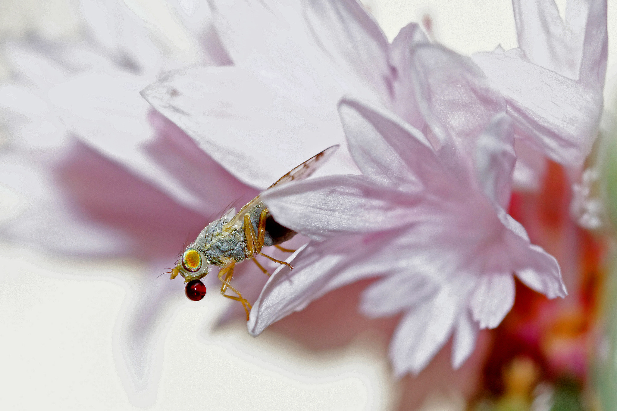 Canon EOS 50D + Sigma 105mm F2.8 EX DG Macro sample photo