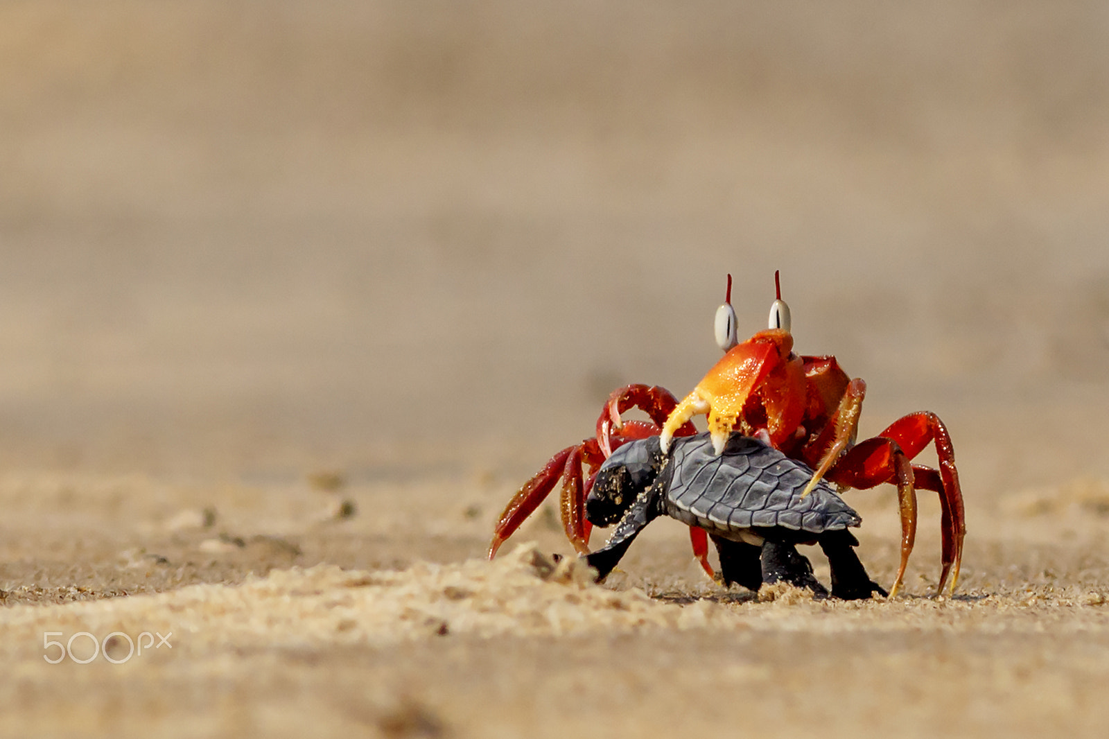 Canon EOS 60D + Canon EF 400mm F5.6L USM sample photo. Crab vs turtle photography