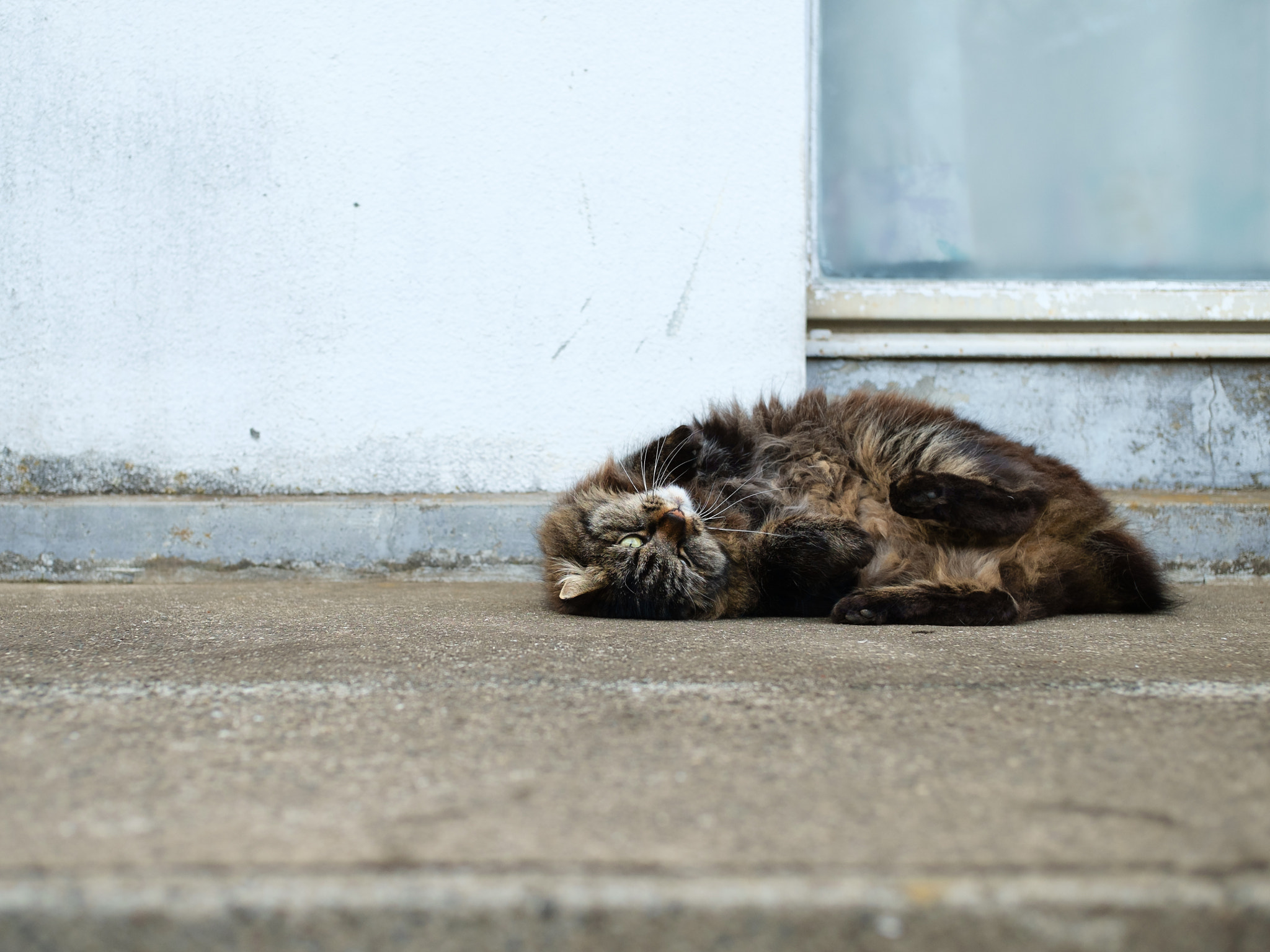 Fujifilm X-Pro1 + ZEISS Touit 32mm F1.8 sample photo. The sly wink with the strange pose photography