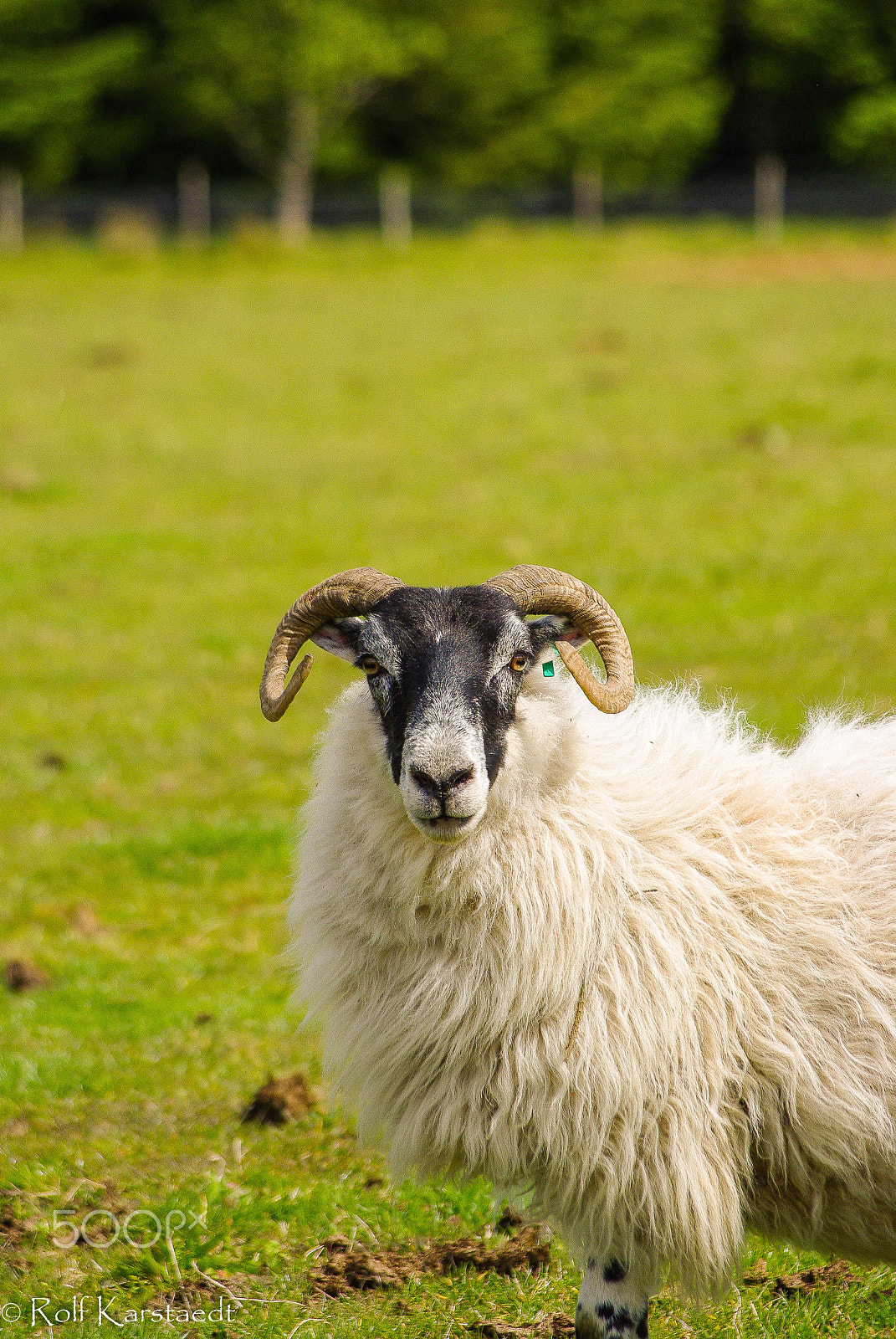 Pentax smc DA 50-200mm F4-5.6 ED sample photo. R karstaedt sheep@auchidoun series photography