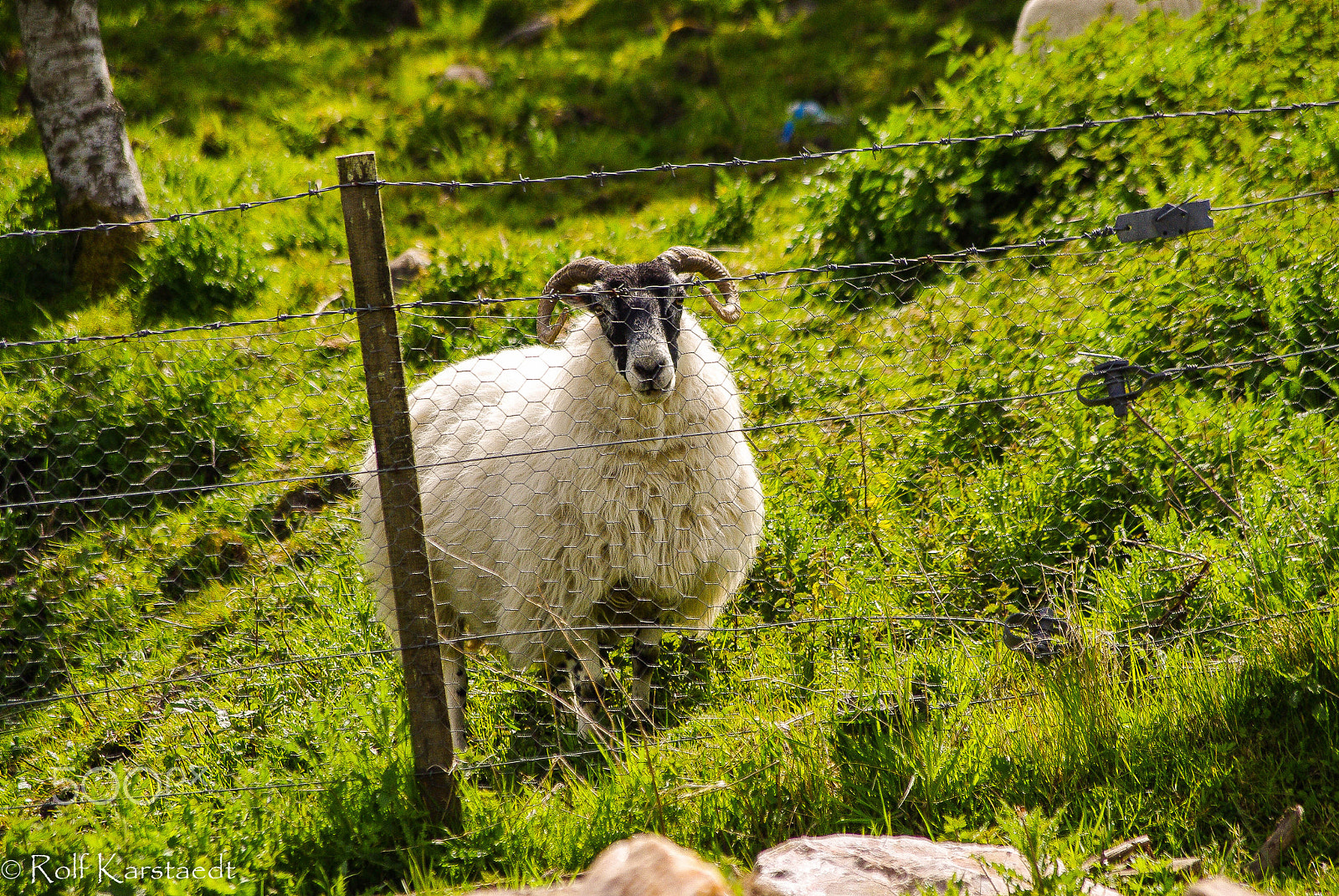 Pentax smc DA 50-200mm F4-5.6 ED sample photo. R karstaedt sheep@auchidoun series photography