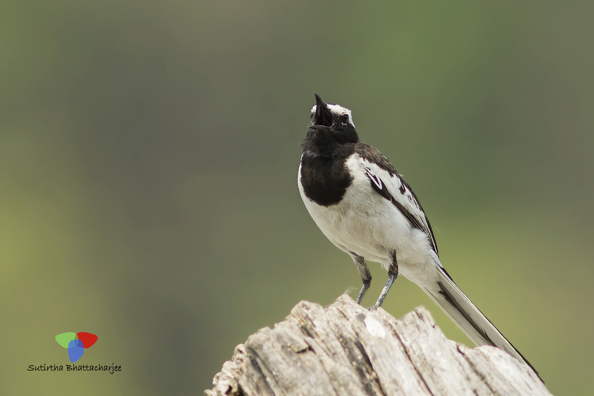 Canon EOS 60D + Canon EF 300mm F4L IS USM sample photo. White browed wagtail photography