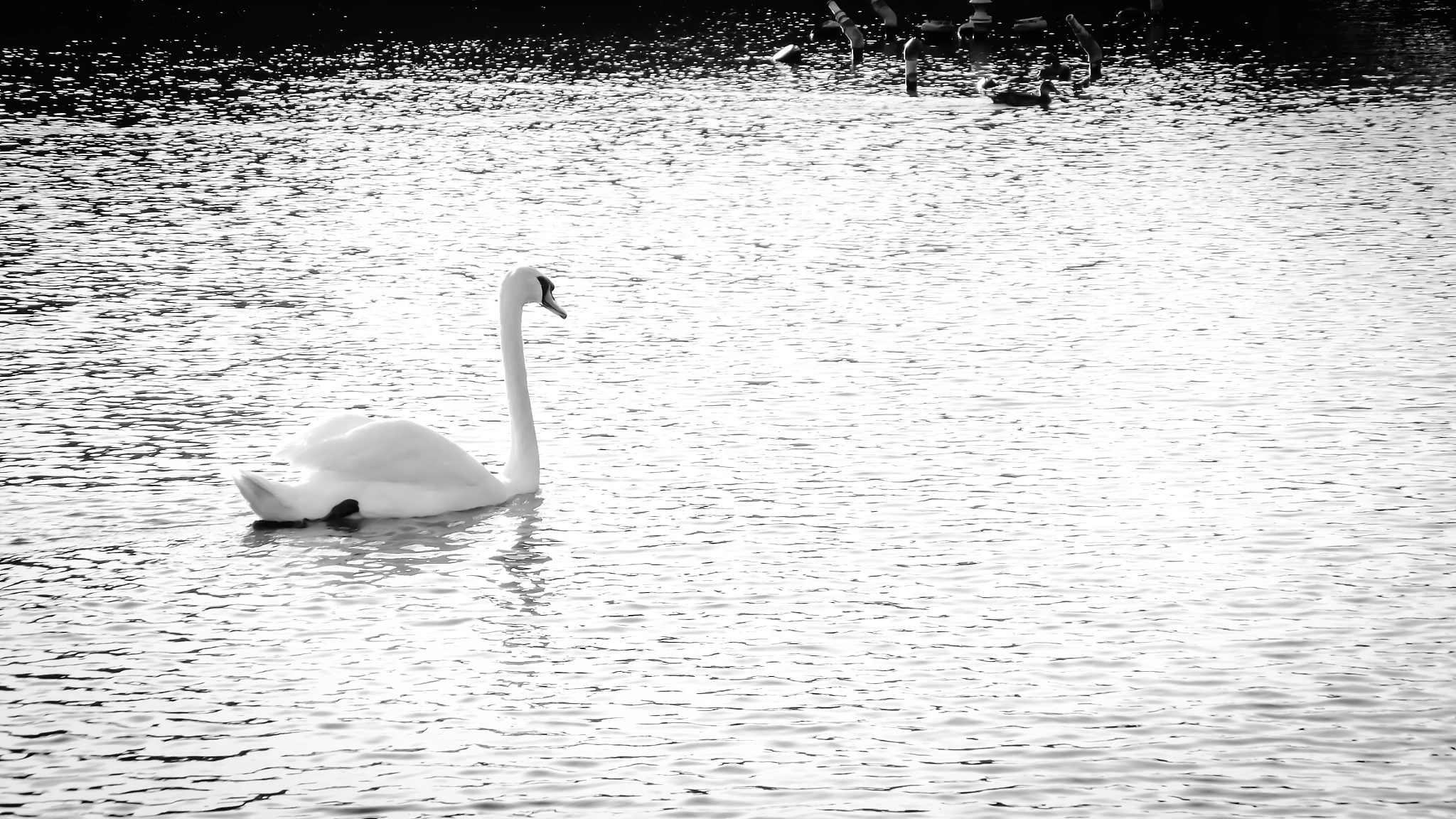 Fujifilm FinePix S9400W sample photo. Solitary swan photography