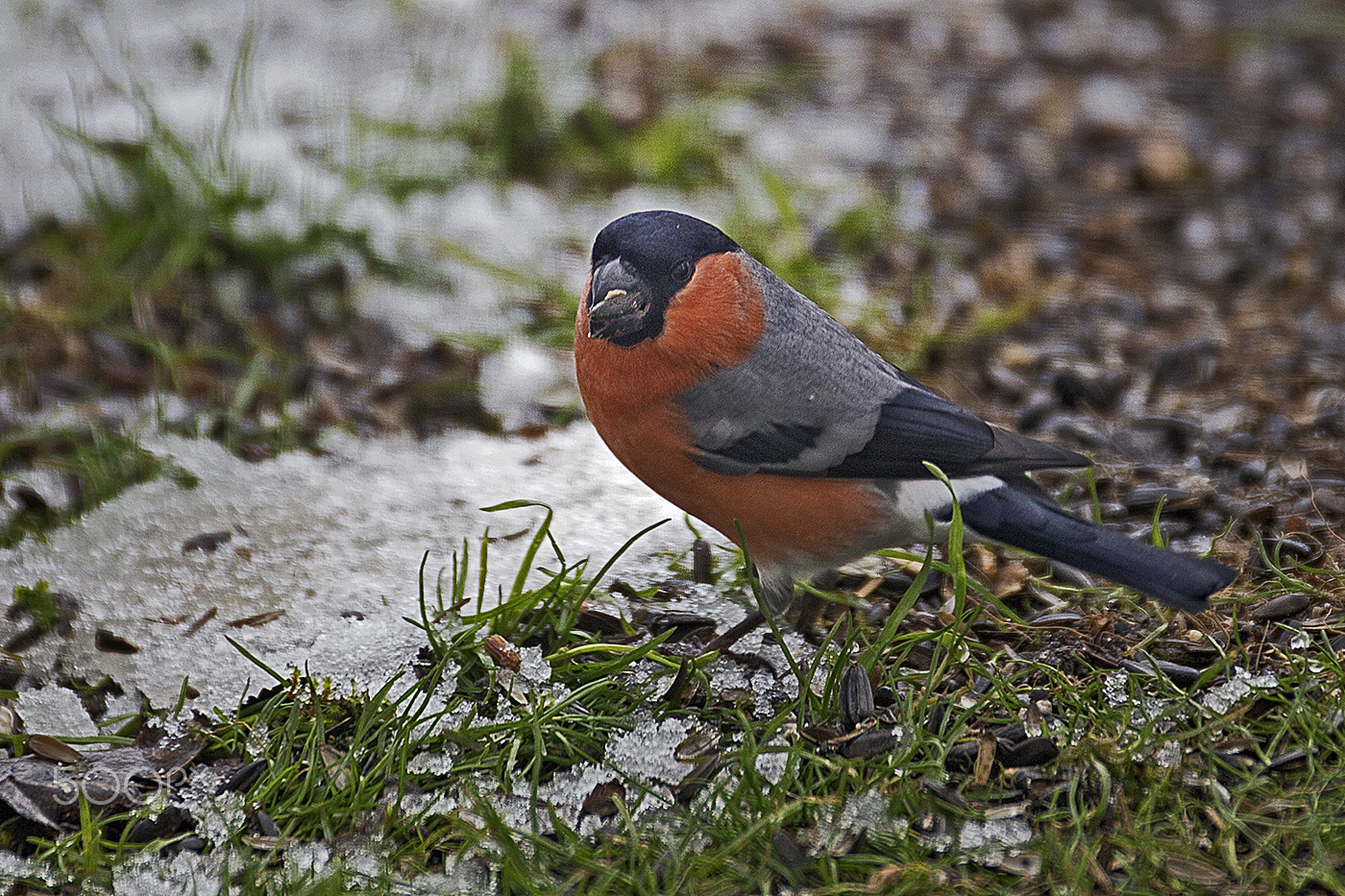 Canon EF 70-200mm F2.8L USM sample photo. Gimpel (pyrrhula pyrrhula) photography