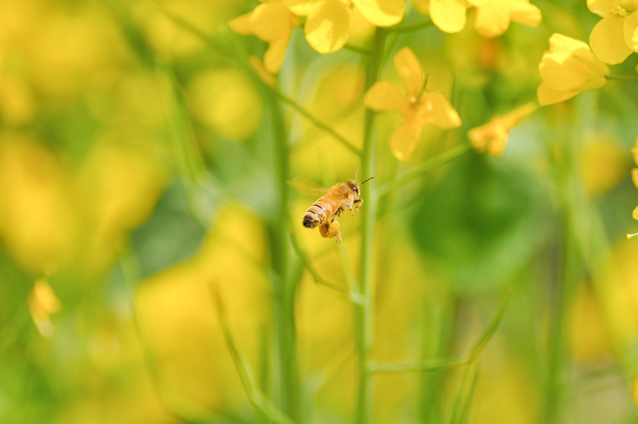 Sigma 150-600mm F5-6.3 DG OS HSM | C sample photo. Honeybee photography