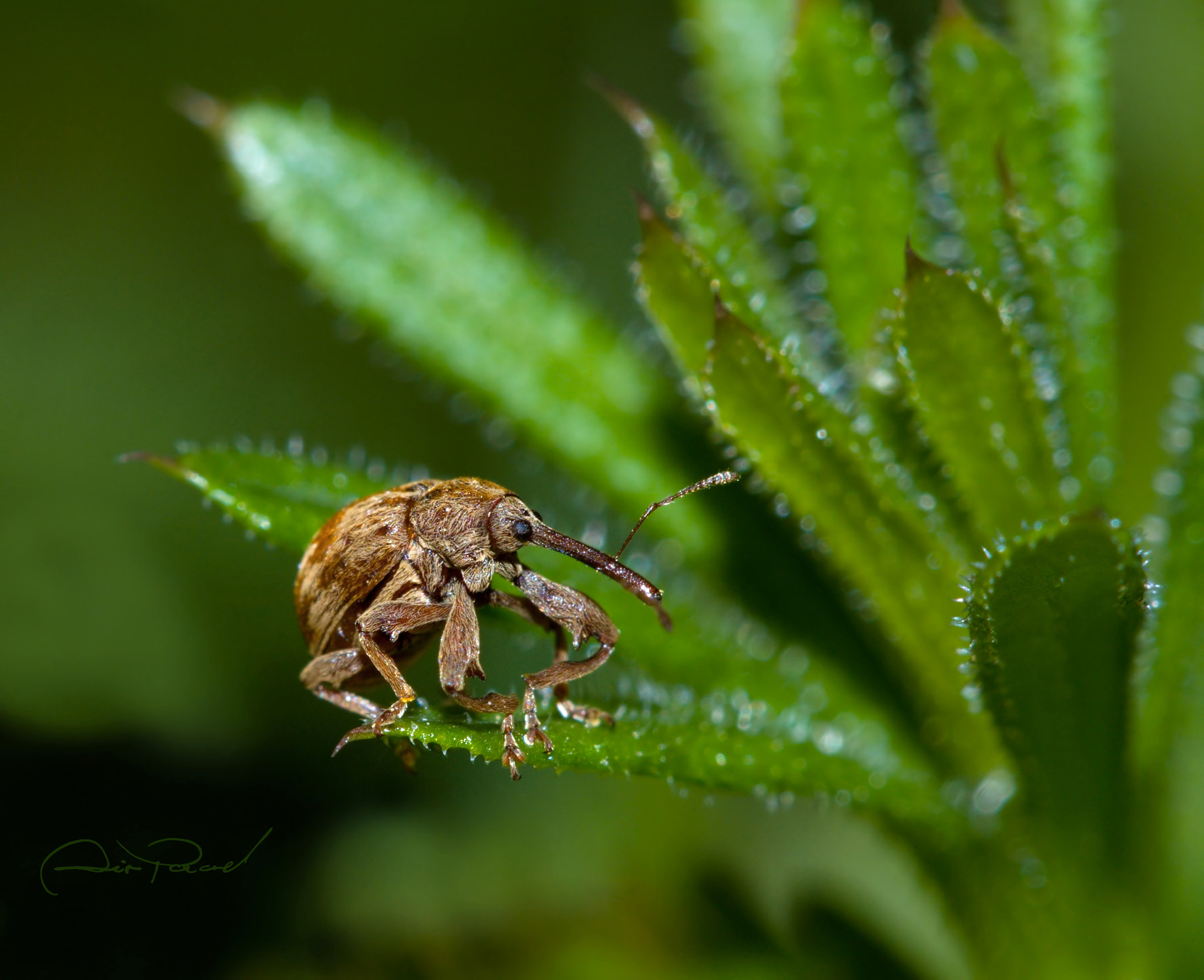 Canon EOS 7D + Canon EF 100mm F2.8 Macro USM sample photo. Long nosy photography