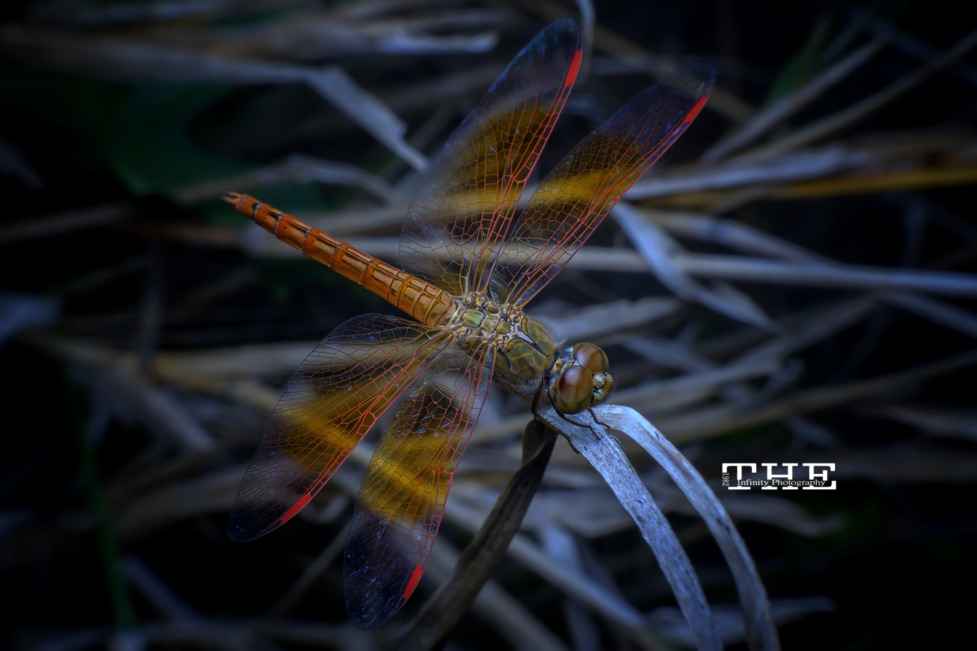 Nikon D800E sample photo. The dragonfly photography