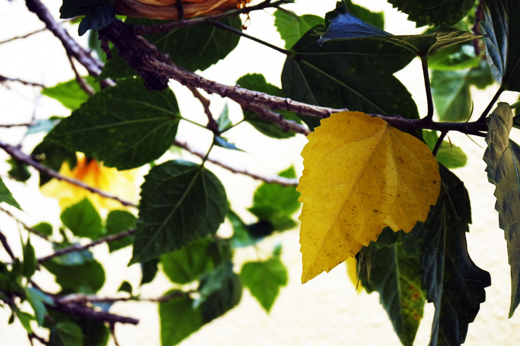 Samsung NX mini sample photo. Outono  photography