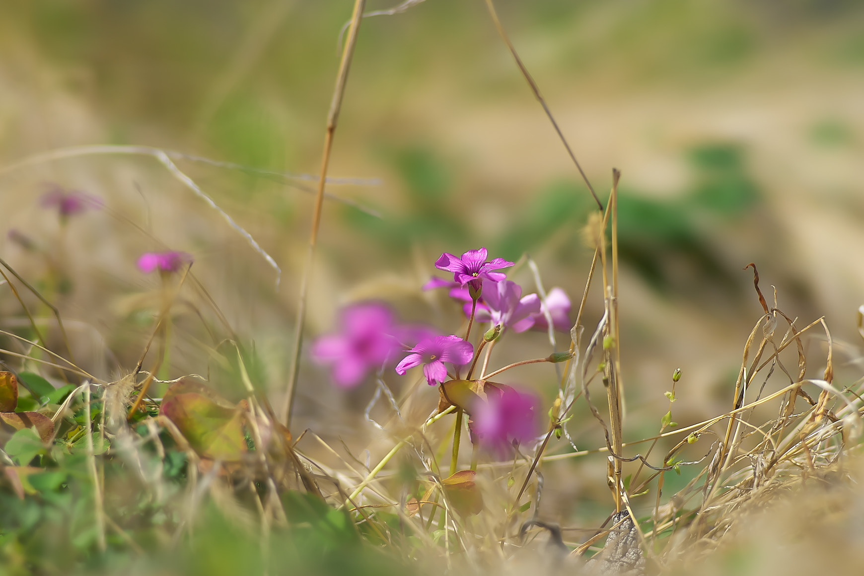 135mm F2.8[T4.5] STF sample photo. Oxalis（オキザリス） photography