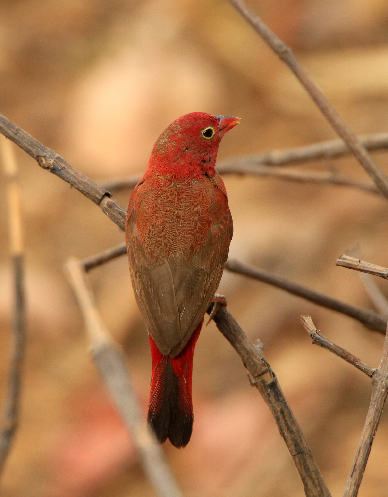 Canon EOS 760D (EOS Rebel T6s / EOS 8000D) + Tamron SP 150-600mm F5-6.3 Di VC USD sample photo. Red billed firefinch photography