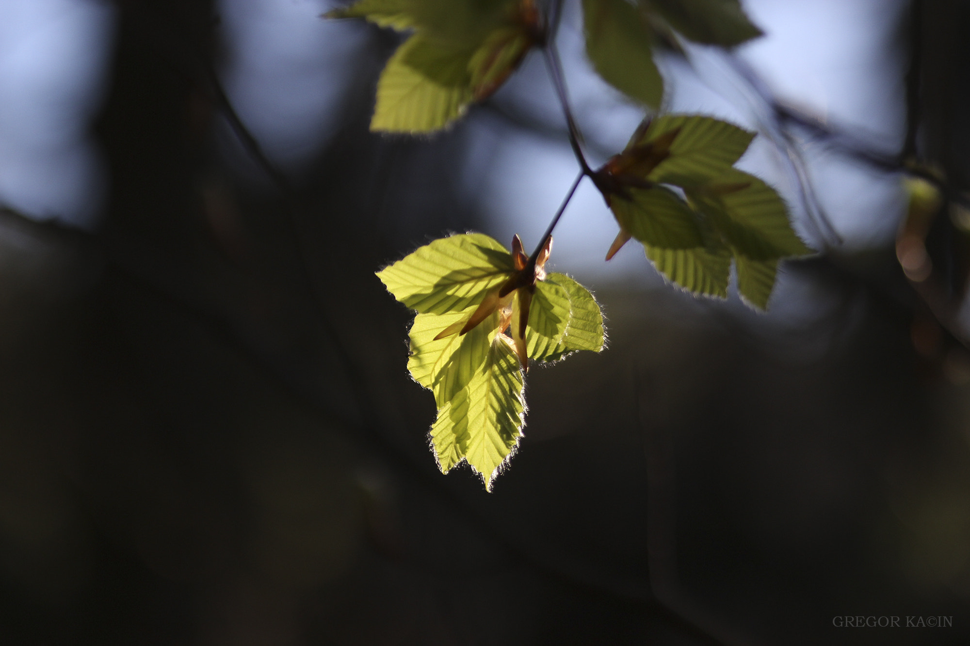 Canon EOS 600D (Rebel EOS T3i / EOS Kiss X5) + Sigma 105mm F2.8 EX DG Macro sample photo. Spring photography
