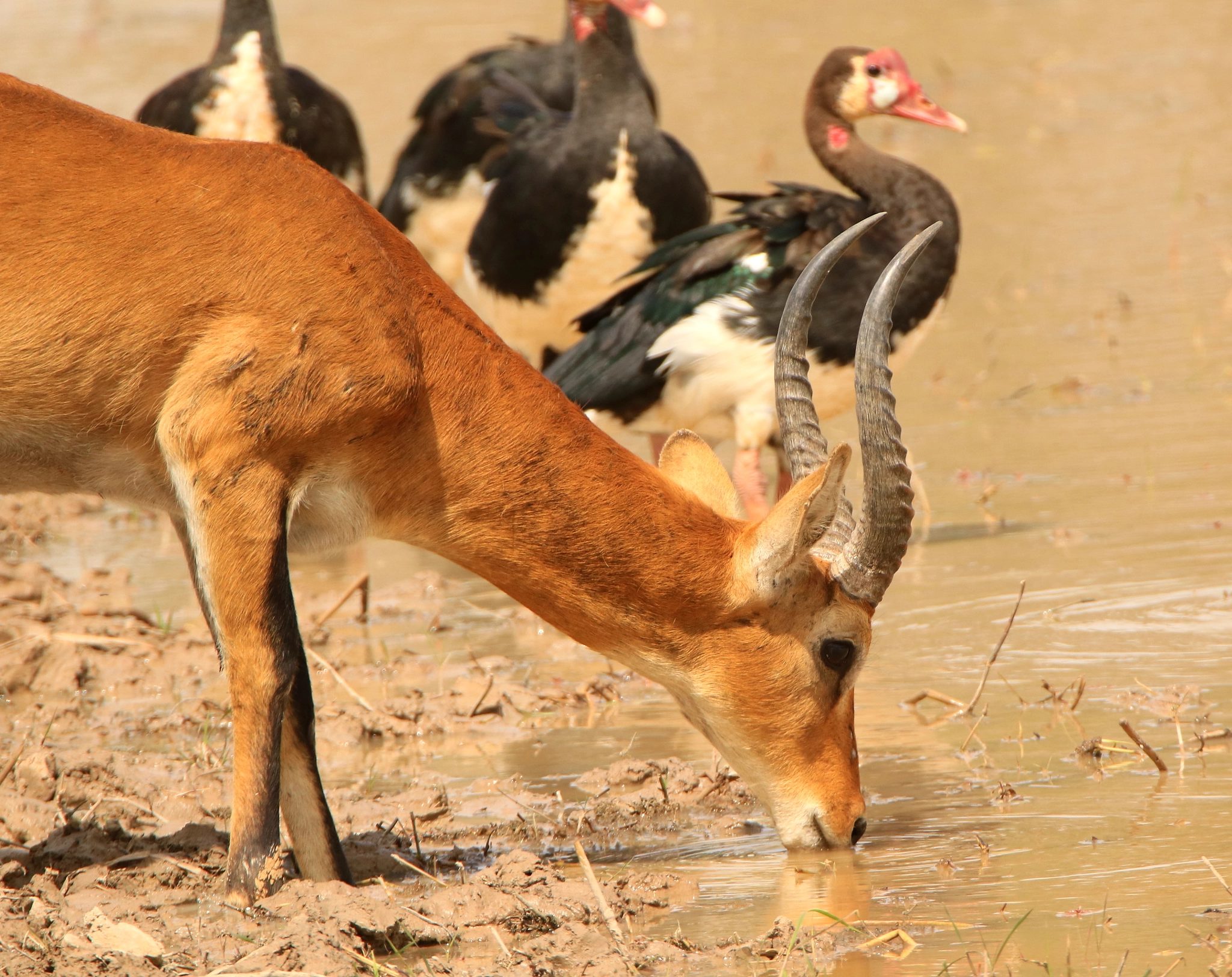 Tamron SP 150-600mm F5-6.3 Di VC USD sample photo. Buffon's kob drinking photography