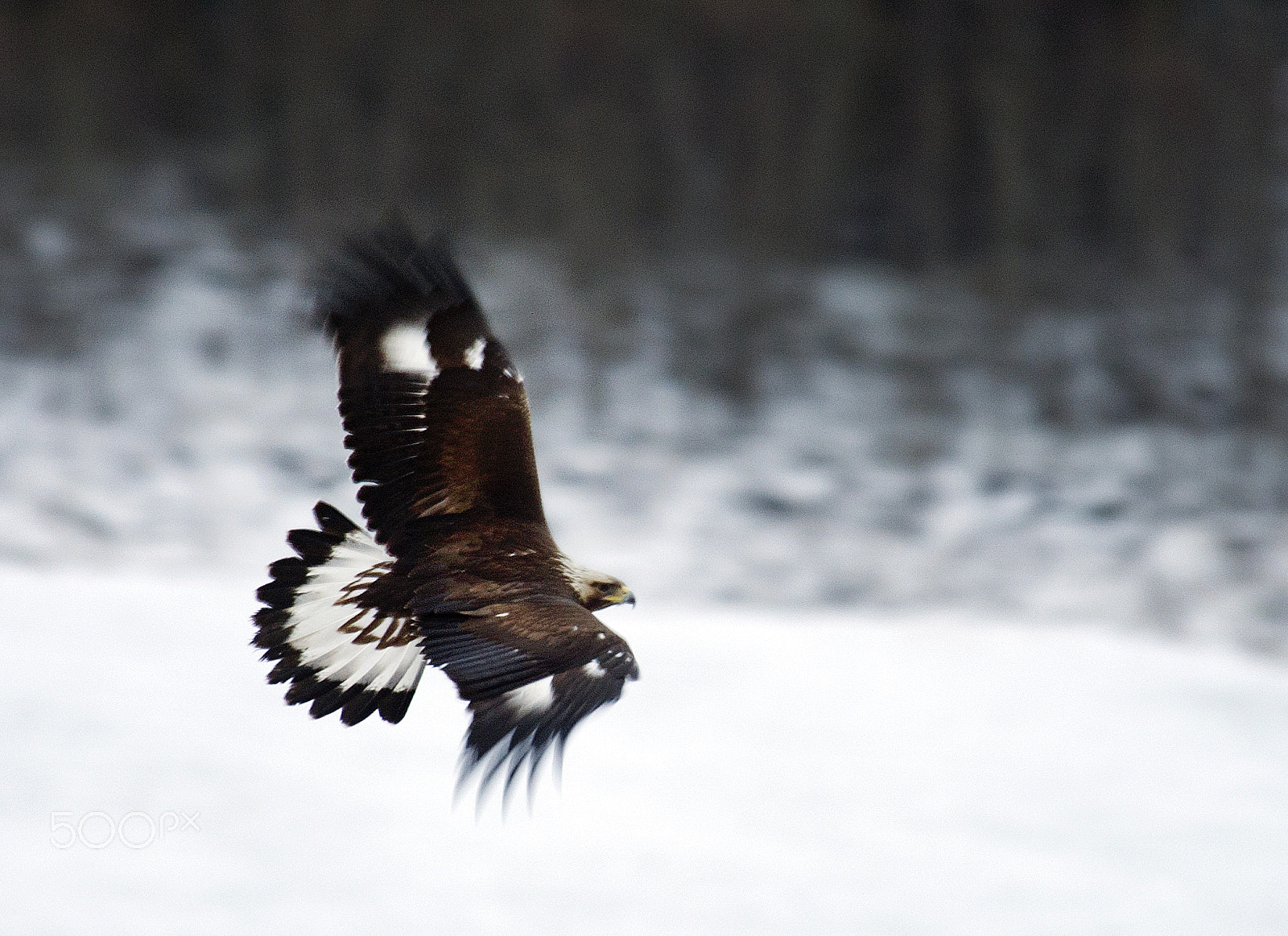 Nikon D3S sample photo. Fræna: eagle (kongeørn)  over malmedalen photography