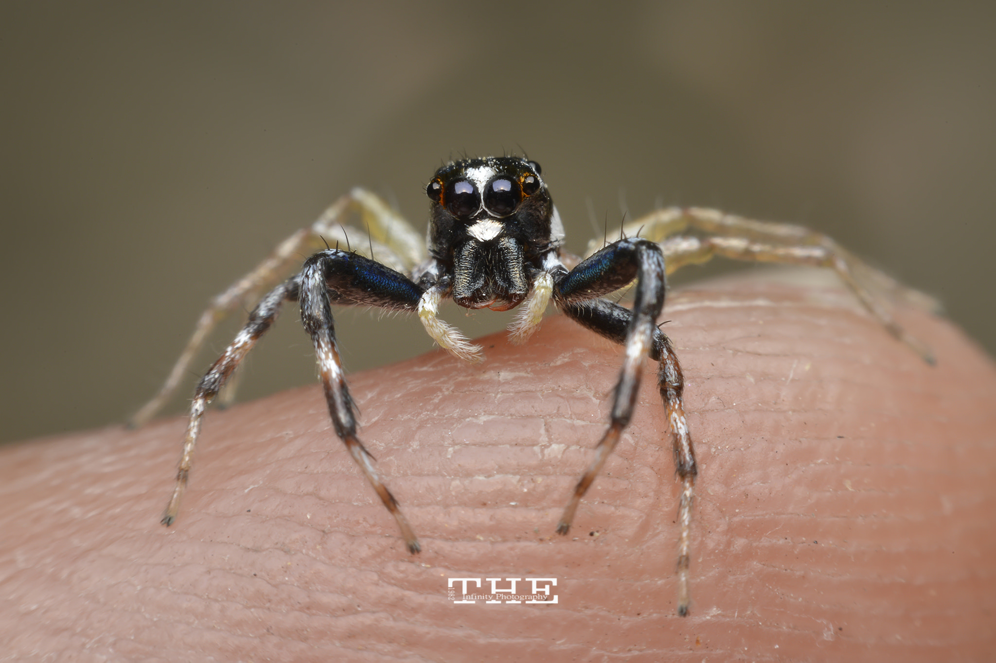 Nikon D800E sample photo. The jumping spider photography
