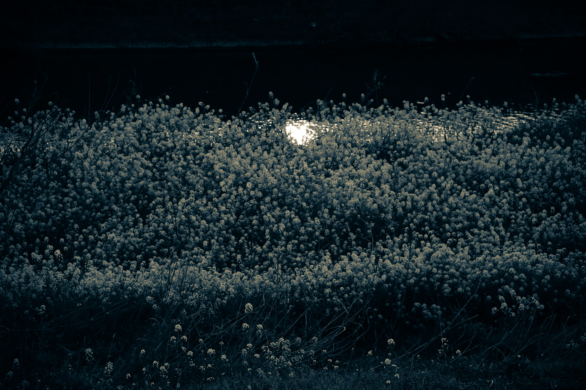 24-105mm F4 sample photo. 春の宵 an evening of spring photography