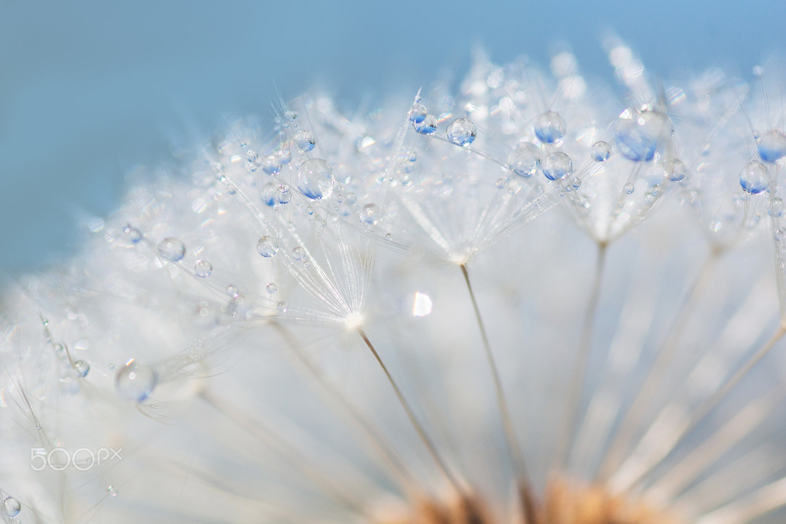 Sigma 30mm F1.4 EX DC HSM sample photo. Seed dandelion - graine pissenlit photography