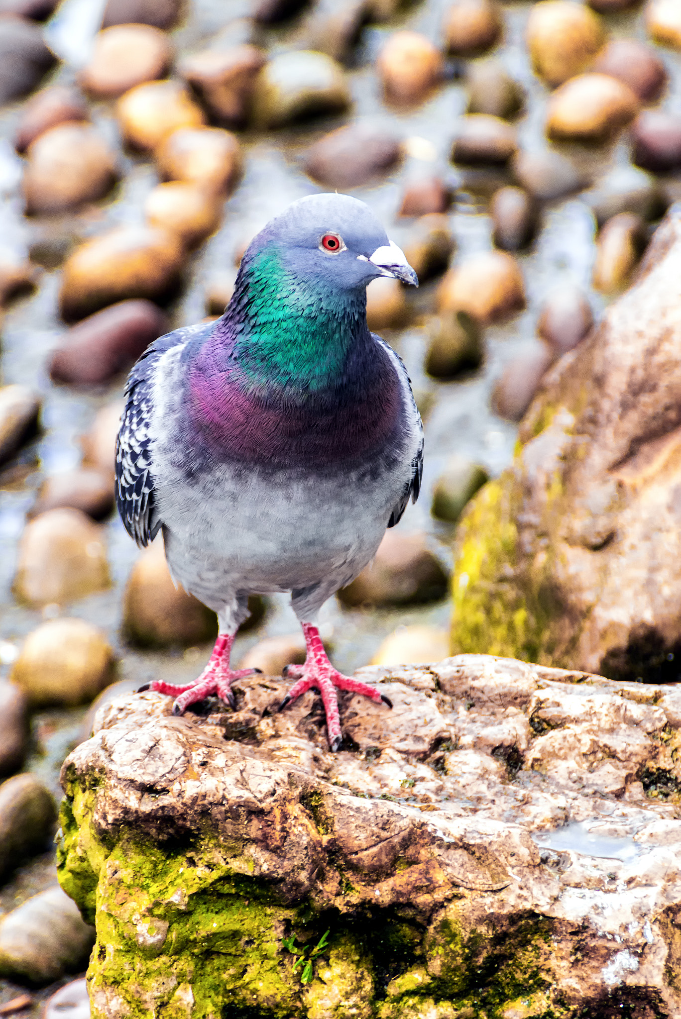 Pentax K-S1 sample photo. Mowbray park pigeon 2 photography