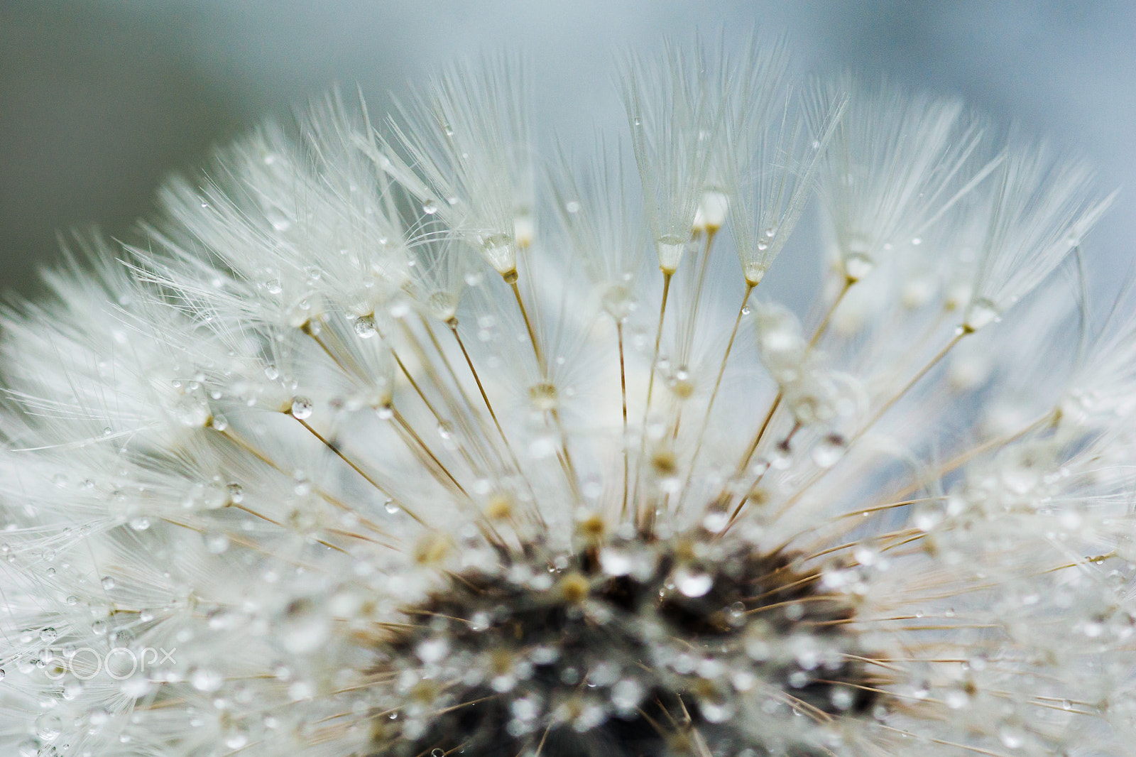 Sigma 30mm F1.4 EX DC HSM sample photo. Seed dandelion - rosée sur pissenlit photography