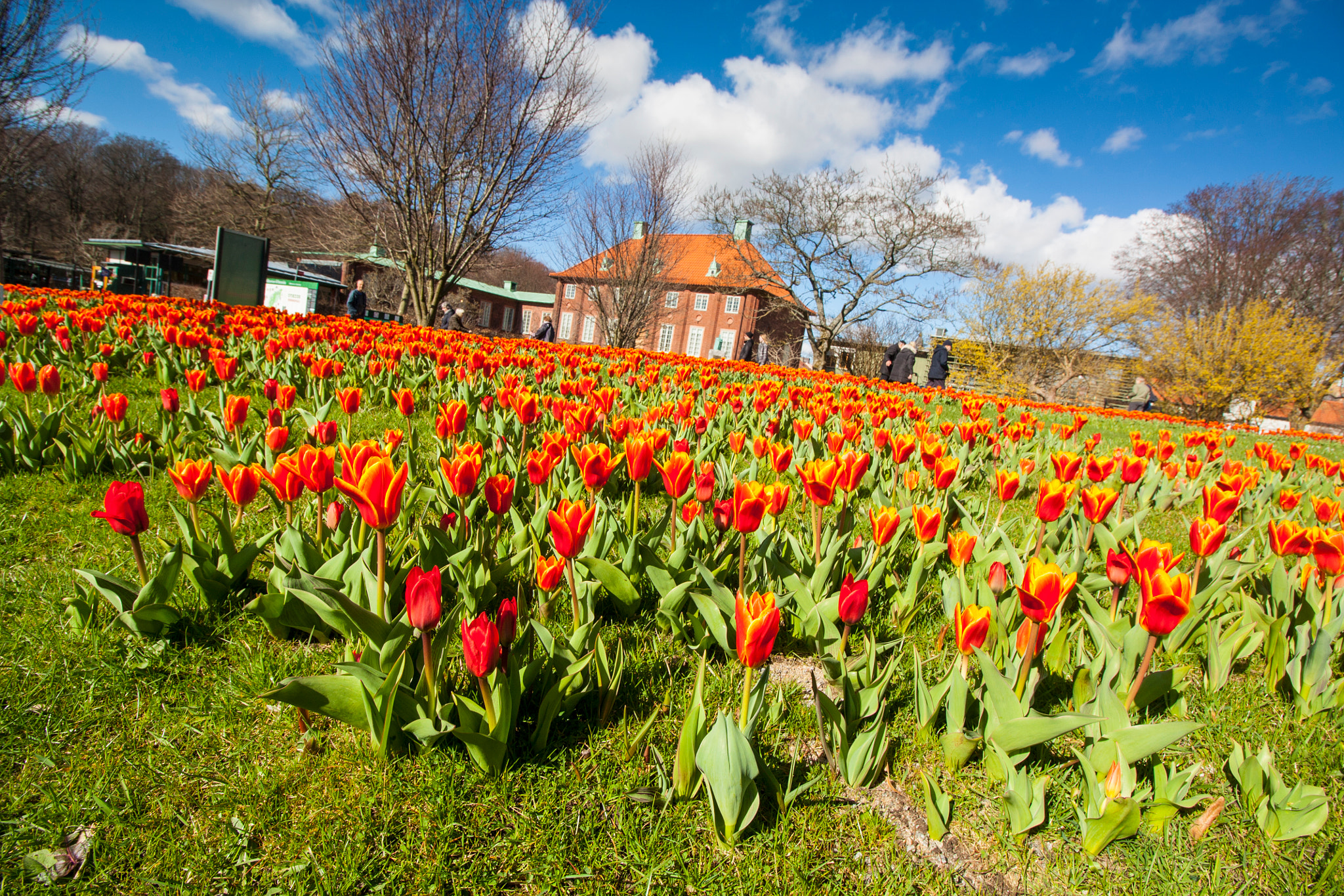 Canon EF-S 10-18mm F4.5–5.6 IS STM sample photo. Tulip field in botanical garden of gbg photography