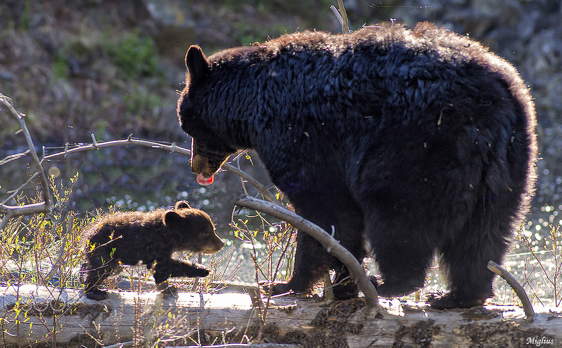 Canon EOS 7D + Canon EF 300mm f/2.8L sample photo. Rosy and her son photography