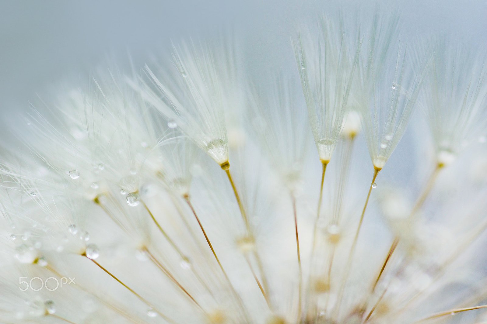 Sigma 30mm F1.4 EX DC HSM sample photo. Seed dandelion - rosée pissenlit photography