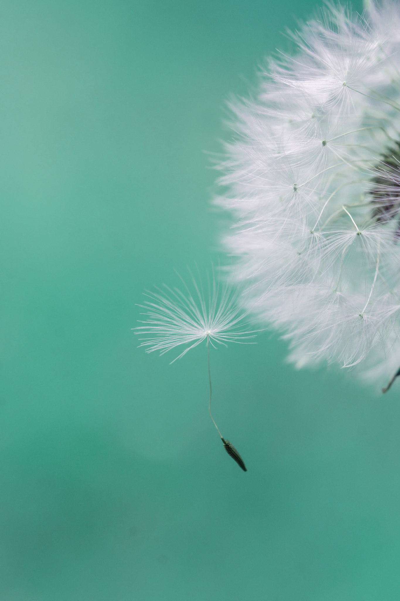 Sigma 30mm F1.4 EX DC HSM sample photo. Seed dandelion - graine pissenlit photography