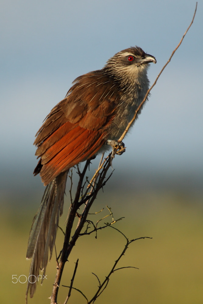 Canon EF 100-400mm F4.5-5.6L IS USM sample photo. White-browed coucal photography