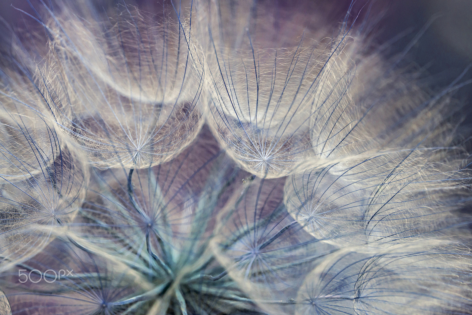 Sigma 180mm F3.5 EX DG Macro sample photo. Celeste - seed dandelion photography