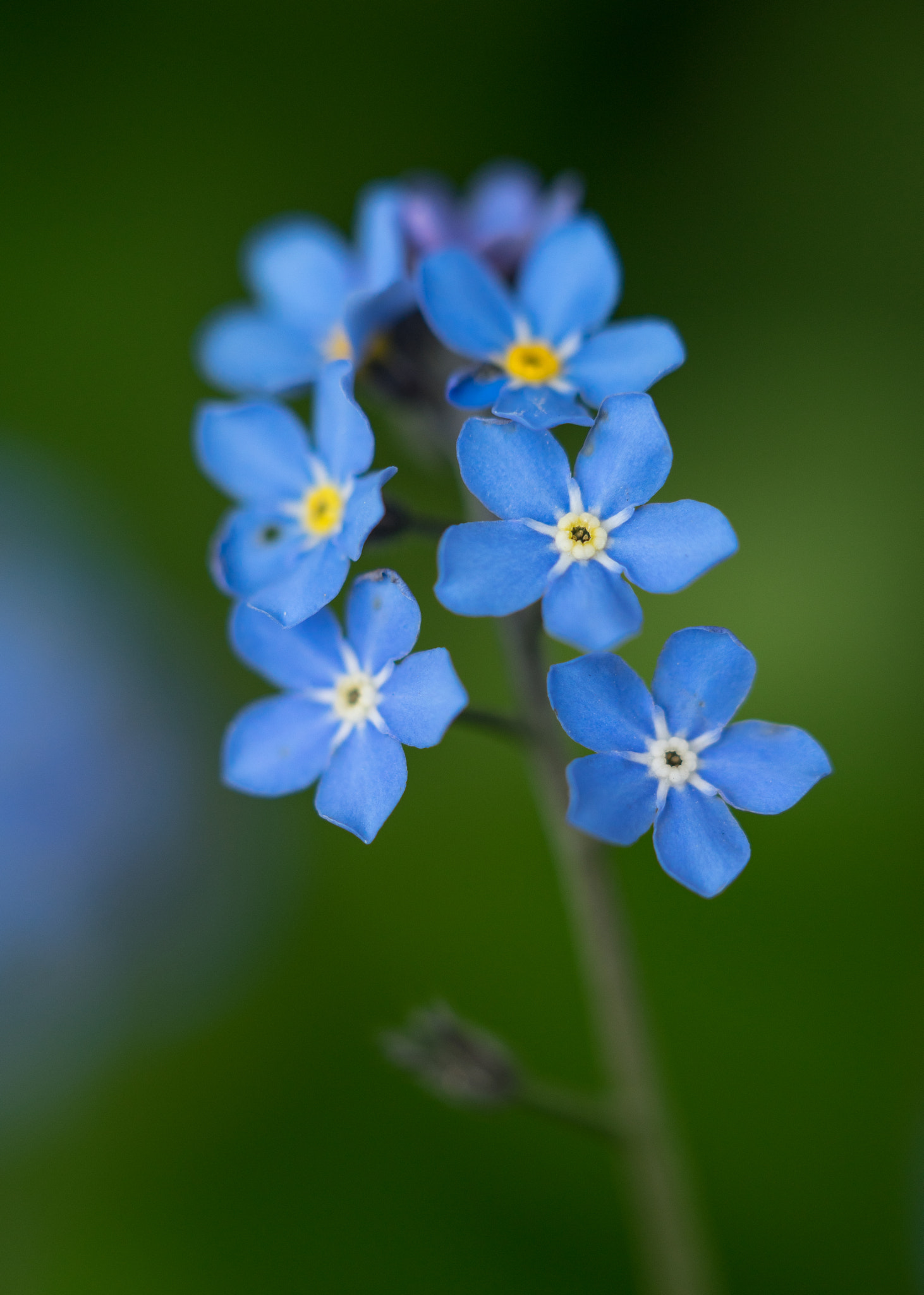 Sony a7R + Sony 70-400mm F4-5.6 G SSM sample photo. Forget-me-not photography